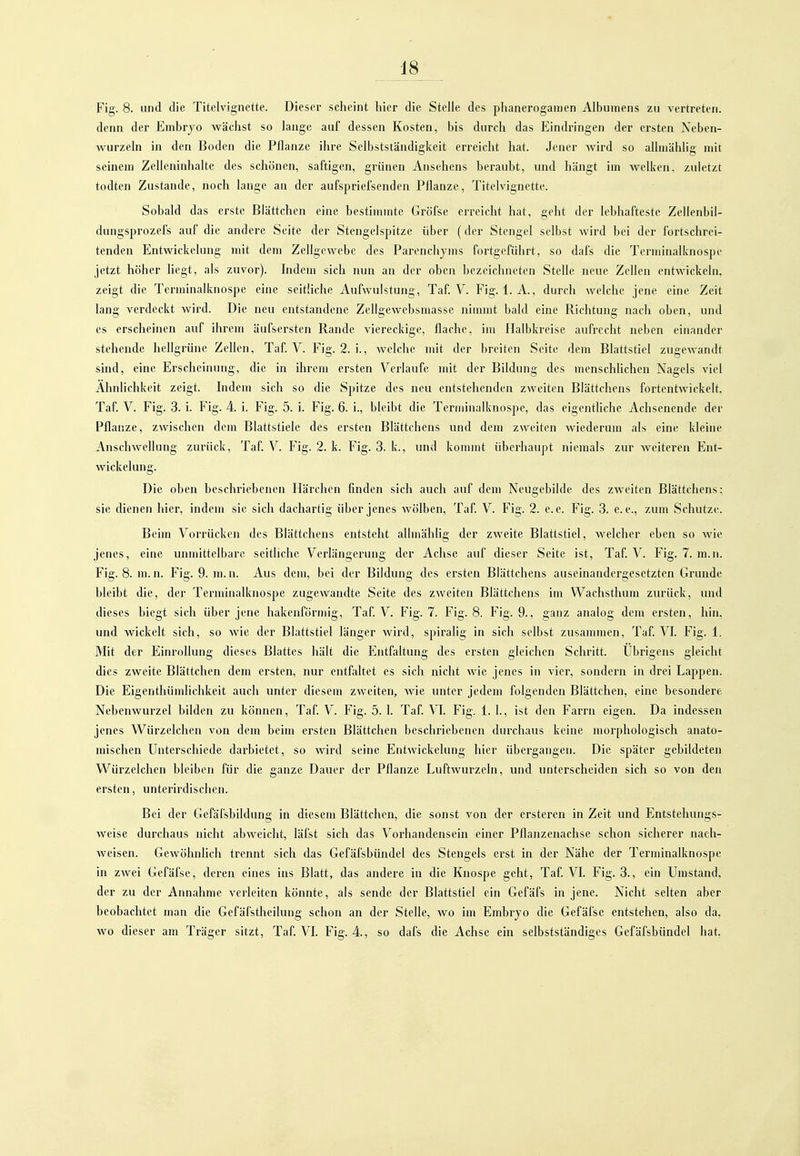 Fig. 8. and die Titelvigiiette. Dieser scheint hier die Stelle des phanerogamen Albumens zu vertreten, denn der Embrjo wächst so lange auf dessen Kosten, bis durch das Eindringen der ersten Xeben- wurzeln in den Boden die Pflanze ihre Selbstständigkeit erreicht hat. Jener Avird so alhiiählig mit seinem Zelleuinhalte des schönen, saftigen, grünen Ansehens beraubt, und hängt im welken, zuletzt todten Zustande, noch lange an der aufspriefsenden Pflanze, Titelvignctte. Sobald das erste Blättchen eine bestimmte Gröfse erreicht hat, geht der lebhafteste Zellenbil- dungsprozefs auf die andere Seite der Stengelspitze über (der Stengel selbst wird bei der fortschrei- tenden Entwickelung mit dem Zellgewebe des Parenchyms fortgeführt, so dafs die Terniinalknospe jetzt höher liegt, als zuvor). Indem sich nun an der oben bezeichneten Stelle neue Zellen entwickeln, zeigt die Terminalknospe eine seitliche Aufwulstung, Taf V. Fig. I.A., durch welche jene eine Zeit lang verdeckt wird. Die neu entstandene Zellgewebsmasse nimmt bald eine Richtung nach oben, und es erscheinen auf ihrem äufsersten Rande viereckige, flache, im Halbkreise aufrecht neben einander stehende hellgrüne Zehen, Taf. V. Fig. 2. i., welche mit der breiten Seite dem Blattstiel zugewandt sind, eine Erscheinung, die in ihrem ersten Verlaufe mit der Bildung des menschlichen Nagels viel Ähnlichkeit zeigt. Lidem sich so die Spitze des neu entstehenden zweiten Blättchens fortentwickelt, Taf. V. Fig. 3. i. Fig. 4. i. Fig. 5. i. Fig. 6. i., bleibt die Terminalknospe, das eigentliche Achsenende der Pflanze, zwischen dem Blattstiele des ersten Blättchens und dem zweiten Aviederum als eine kleine Anschwellung zurück, Taf V. Fig. 2. k. Fig. 3. k., und kommt überhaupt niemals zur weiteren Ent- wickelung. Die oben beschriebenen Härchen finden sich auch auf dem Neügebilde des zweiten Blättchens: sie dienen hier, indem sie sich dachartig über jenes Avölben, Taf. V. Fig. 2. e. e. Fig. 3. e. e., zum Schutze. Beim Vorrücken des Blättchens entsteht allmähhg der zweite Blattstiel, welcher eben so Avie jenes, eine unmittelbare seitliche Verlängerung der Achse auf dieser Seite ist, Taf. V. Fig. 7. m.n. Fig. 8. m.n. Fig. 9. m.n. Aus dem, bei der Bildung des ersten Blättchens auseinandergesetzten Grunde bleibt die, der Terminalknospe zugewandte Seite des zweiten Blättchens im Wachsthum zurück, und dieses biegt sich über jene hakenförmig, Taf V. Fig. 7. Fig. 8. Fig. 9., ganz analog dem ersten, hin. und wickelt sich, so wie der Blattstiel länger wird, spiralig in sich selbst zusammen, Taf VI. Fig. 1. Mit der Einrollung dieses Blattes hält die Entfaltung des ersten gleichen Schritt. Übrigens gleicht dies zweite Blättchen dem ersten, nur entfaltet es sich nicht wie jenes in vier, sondern in drei Lappen. Die Eigenthümlichkeit auch unter diesem zweiten, wie unter jedem folgenden Blättchen, eine besondere Nebenwurzel bilden zu können, Taf. V. Fig. 5. 1. Taf VI. Fig. 1. 1., ist den Farrn eigen. Da indessen jenes Würzelchen von dem beim ersten Blättchen beschriebenen durchaus keine morphologisch anato- mischen Unterschiede darbietet, so wird seine Entwickelung hier übergangen. Die später gebildeten Würzelchen bleiben für die ganze Dauer der Pflanze Luftwurzeln, und unterscheiden sich so von den ersten, unterirdischen. Bei der Gefäfsbildung in diesem Blättchen, die sonst von der ersteren in Zeit und Entstehungs- weise durchaus nicht abweicht, läfst sich das Vorhandensein einer Pflanzenachse schon sicherer nach- weisen. Gewöhnlich trennt sich das Gefäfsbündel des Stengels erst in der Nähe der Terminalknospe in zwei Gefäfse, deren eines ins Blatt, das andere in die Knospe geht, Taf. VL Fig. 3., ein Umstand, der zu der Annahme verleiten könnte, als sende der Blattstiel ein Gefäfs in jene. Nicht selten aber beobachtet man die Gefäfstheilung schon an der Stelle, wo im Embryo die Gefäfse entstehen, also da, wo dieser am Träger sitzt, Taf VL Fig. 4, so dafs die Achse ein selbstständiges Gefäfsbündel hat.