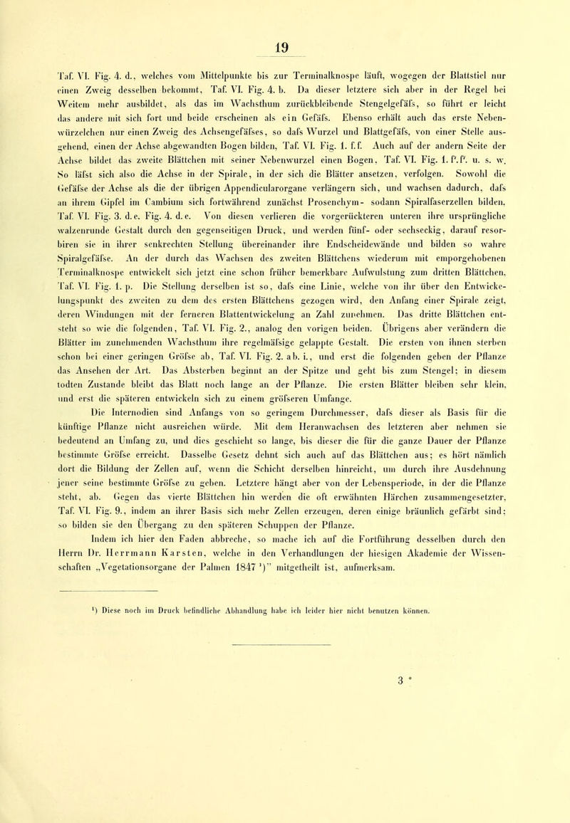 Tiif. VI. Fig. 4. d., welches vom Mittelpunkte bis zur Tenninalknospe läuft, wogegen der Blattstiel nur einen Zweig desselben bekommt, Taf. VI. Fig. 4. b. Da dieser letztere sich aber in der Regel bei Weitem mehr ausbildet, als das im Wachsthum zurückbleibende Stengelgefäl's, so führt er leicht das andere mit sich fort und beide erscheinen als ein Gefäfs. Ebenso erhält auch das erste Neben- würzelchen nur einen Zweig des Achsengefäfses, so dafs Wurzel und Blattgefäfs, von einer Stelle aus- gehend, einen der Achse abgewandten Bogen bilden, Taf. VI. Fig. 1. f. f. Auch auf der andern Seite der Achse bildet das zweite Blättchen mit seiner Ncbenwurzel einen Bogen, Taf. VI. Fig. 1. f'.f. u. s. w. So läl'st sich also die Achse in der Spirale, in der sich die Blätter ansetzen, verfolgen. Sowohl die (lefäfse der Achse als die der übrigen Appendicularorgane verlängern sich, und wachsen dadurch, dafs an ihrem Gipfel im Cambium sich fortwährend zunächst Prosenchjm- sodann Spiralfaserzellen bilden, Taf. VI. Fig. 3. d. e. Fig. 4. d. e. Von diesen verlieren die vorgerückteren unteren ihre ursprüngliche walzenrunde Gestalt durch den gegenseitigen Druck, und werden fünf- oder sechseckig, darauf resor- biren sie in ihrer senkrechten Stellung übereinander ihre EndscheidcAvände und bilden so wahre Spiralgefäfse. An der durch das Wachsen des zweiten Blättchens wiederum mit emporgehobenen Terminalknospe entwickelt sich jetzt eine schon früher bemerkbare Aufwulstung zum dritten Blättchen. Taf. VT. Fig. 1. p. Die Stellung derselben ist so, dafs eine Linie, welche von ihr über den Entwicke- lungspunkt des zweiten zu dem des ersten Blättchens gezogen wird, den Anfang einer Spirale zeigt, deren Windungen mit der ferneren Blattentwickelung an Zahl zunehmen. Das dritte Blättchen ent- steht so wie die folgenden, Taf. VI. Fig. 2., analog den vorigen beiden. Übrigens aber verändern die Blätter im zunehmenden Wachsthun) ihre regelmäfsige gelappte Gestalt. Die ersten von ihnen sterben schon bei einer geringen Gröfse ab, Taf. VI. Fig. 2. ab. i., und erst die folgenden geben der Pflanze das Ansehen der Art. Das Absterben beginnt an der Spitze und geht bis zum Stengel; in diesem todteu Zustande bleibt das Blatt noch lange an der Pilanzc. Die ersten Blätter bleiben sehr klein, und erst die späteren entwickeln sich zu einem gröfseren Umfange. Die Internodien sind Anfangs von so geringem Durchmesser, dafs dieser als Basis für die künftige Pflanze nicht ausreichen würde. Mit dem Heranwachsen des letzteren aber nehmen sie bedeutend an Umfang zu, und dies geschieht so lange, bis dieser die für die ganze Dauer der Pflanze bestimmte Gröfse erreicht. Dasselbe Gesetz dehnt sich auch auf das Blättchen aus; es hört nämlich dort die Bildung der Zellen auf, wenn die Schicht derselben hinreicht, um durch ihre Ausdehnung jener seine bestimmte Gröfse zu geben. Letztere hängt aber von der Lebensperiode, in der die Pflanze steht, ab. Gegen das vierte Blättchen hin werden die oft erwäbnten Härchen zusammengesetzter, Taf. VL Fig. 9., indem an ihrer Basis sich mehr Zehen erzeugen, deren einige bräunlich gefärbt sind; so bilden sie den Ubergang zu den späteren Schuppen der Pflanze. Indem ich hier den Faden abbreche, so mache ich auf die Fortführung desselben durch den Herrn Dr. Ilerrmann Karsten, welche in den Verhandlungen der hiesigen Akademie der Wissen- schaften „Vegetationsorgane der Palmen 1847 ') mitgetheilt ist, aufmerksam. ) Diese noch im Druck belindliche Abliandlung liabe ich leider hier nicht benutzen können.