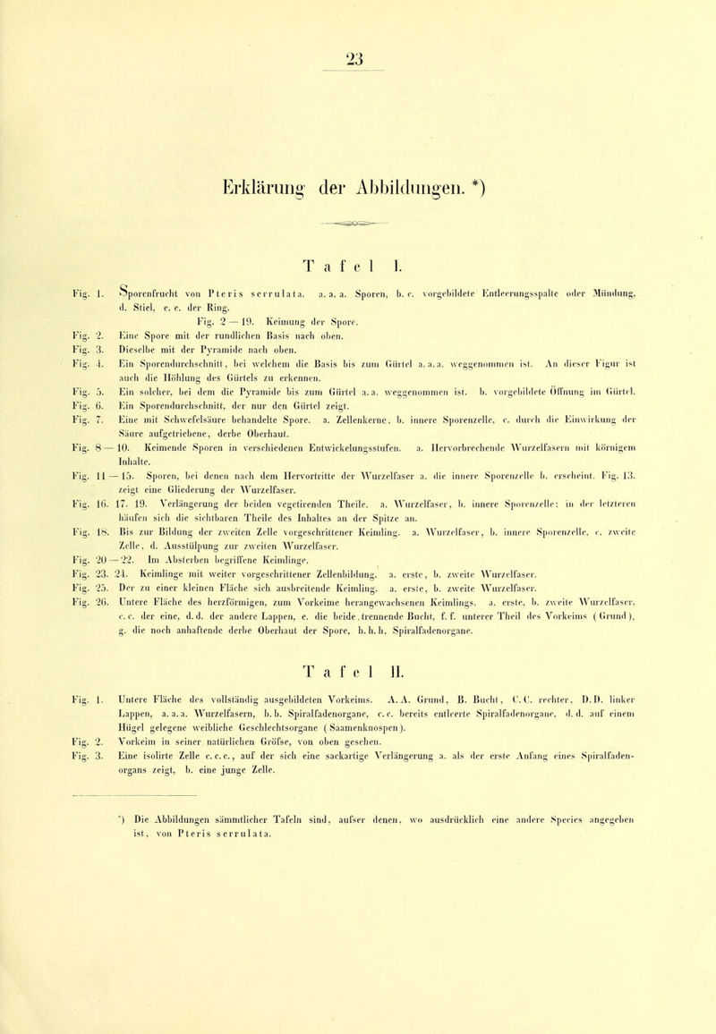Erklärung der Abbildungen. *) T a f e 1 1. Fig. 1. Sporenfrucht von l'teris serrulata. a. a. a. Sporen, b.c. vorgebildete Fntleeningsspallc oder 3Iiin(lung, d. Stiel, c. e. der Ring. Fig. 2 — 19. Keimung der Spore. Fig. 9. Eine Spore mit der rundlichen Basis nach olicn. Fig. 3. Dieselbe mit der Pyramide nach oben. Fig. 4. Ein Sporendnrchschnitt, bei welchem die Basis bis /um (liirtcl a. a.a. weggenoniinen ist. An dieser Figur ist auch die Höhlung des Gürtels zu erkennen. Fig. 5. Ein solcher, bei dem die Pyramide bis zum Gürtel a.a. weggenommen ist. b. vorgebildete OlTnung im (iiirt(-l. Fig. 6. Ein Sporendurchschnitt, der nur den Gürtel zeigt. Fig. 7. Eine mit Schwefelsäure behandelte Spore, a. Zellenkerne, b. iimere Sporenzelle, c. durch die Einwirkun}i der Säure aufgetriebene, derbe Oberhaut. Fig. 8 — 10. Keimende Sporen in verschiedenen Entwickelungsstufen. a. Hervorbrechende AV'urzelfasern mit kiiinigem Inhalte. Fig. 11 —15. Sporen, bei denen nach dem Ilcrvortritte der Wurzell'aser a. die innere Sporen/elle b. eischeint. Fig. 13. zeigt eine Gliederung der Wurzelfaser. Fig. U). 17. 19. Verlängerung der beiden vcgetirendcn Theile. a. Wurzelfaser, b. innere Sporeii/elle: in der letzteien häufen sich die sichtbaren Theile des Inhaltes an der Spitze an. Fig. 18. Bis zur Bildung der zweiten Zelle vorgeschrittener Keimling, a. AVurzelfaser, b. innere Spuren/eile. c. zweite Zelle, d. Ausstülpung zur zweiten Wurzelfaser. Fig. 20 — 22. Im ^Vbsteiben begrifl'ene Keimlinge. Fig. 23. 24. Keimlinge mit weiter vorgeschrittener Zellenbildiuig. a. erste, b. zweite Wurzelfasei'. P'iff. 25. Der zu einer kleinen Fläche sieh ausbreitende Keimlin». a. erste, b. zweite Wurzelfaser. Fig. 26. Untere Fläche des herzförmigen, zum Vorkeime herangewachsenen Keimlings, a. erste, b. zweite W'iu/.clfasei'. c. c. der eine, d.d. der andere Lappen, e. die beide .trennende Bucht, f. f. unterer Theil des Vorkeiius (Grund), g. die noch anhaftende derbe Oberhaut der Spore, h.h. h. S])iralfadenorgane. T a f e 1 IL Fig. 1. Untere Fläche des vollständig ausgebildeten Vorkeims. A.A. Grund, B. Bucht, CG. rechter. D.D. liidier Lappen, a. a.a. Wurzelfasern, b. b. Spiralfadenorgane, c. c. bereits entleerte Spiralfadenorgaue, d.d. auf einem Hügel gelegene weibliche Geschlechtsorgane (Saamenknospen ). Fig. 2. Vorkeim in seiner natürlichen Gröfse, von oben gesehen. Fig. 3. Eine isolirte Zelle c. c. e., auf der sich eine sackartige Verlängerung a. als der erste Anfang eines Spiralfaden- organs zeigt, b. eine junge Zelle. ') Die Abbildungen sämmtlicher Tafeln sind, aufser denen, wo ausdrücklieh eine andeie Speeles angegeben ist, von Pteris serrulata.