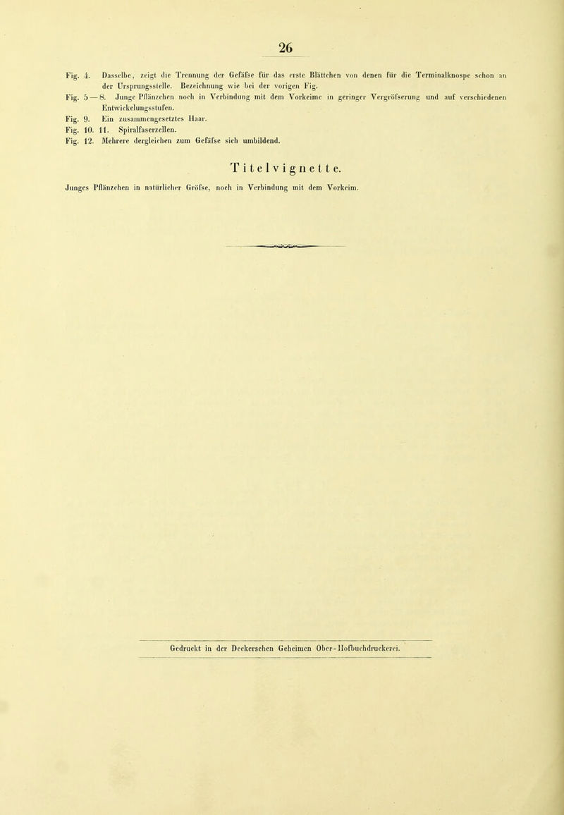 Fig. 4. Dasselbe, zeigt die Trennung der Gefäfse für das erste Blhttchen von denen für die Terminalknospe schon aii der Ursprungsstelle. Bezeichnung wie bei der vorigen Fig. Fig. 5 — 8. Junge Pllänzchen noch in Verbindung mit dem Vorkeime in geringer Vergröfserung und auf verschiedenen Entwickclungsstufen. Fig. 9. Ein zusammengesetztes Haar. Fig. 10. 11. Spiralfaserzellen. Fig. 12. Mehrere dergleichen zum Gefafse sich umbildend. T i t e 1V i g n e 11 e. Junges Pflänzchen in natürlicher Gröfse, noch in Verbindung mit dem Vorkeim. Gedruckt in der Deckerschen Geheimen Ober-IIofbuchdruckerei.