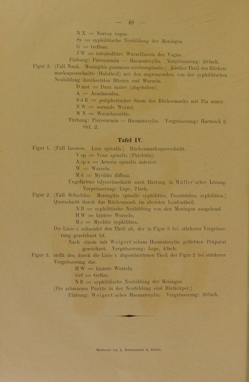 NX — Nervus vagus. , 8y = syphilitische Neubildung der Meningen, bi = Gefässe. •I M — intrabulbäre Wurzel fasern des Vagus. 1'uibuug: Picrocarmin — Haematoxylin. Vergrösserung: 20fach. Figur 2. (Fall Nauk. Meningitis gummosa cerebrospinalis.). Kleiber Theil desRückeu- maiks(jneiseiinitts (Halstheil) mit den angrenzenden, von der syphilitischen Neubildung, durchsetzten Häuten und Wurzeln. D mat = Dura mater (abgehoben), A — Arachnoidea. 8 d R — peripherischer Saum des Rückenmarks mit Pia mater. N W — normale Wurzel. W N = Wurzelneuritis. bärbung: Picrocarmin — Haematoxylin. Vergrösserung: Hartuack 2, Ocl. 2. Tafel IV. Figur 1. (Fall Loewen. Lues spifialis.) Riiekenmarksquerschnitt. V sp = Vena spinalis (Phlebitis). . Aspa = Arteria spinalis anterior. W = Wurzeln. M d ----- Myelitis diffusa. Ungefärbter Glycerinschuitt nach Härtung in Müller’scher Lösung. Verprösserung: Lupe, 2 fach. Figur 2. (Fall Scliielcke. Meningitis spinalis syphilitica. Pseudotabes syphilitica.) Querschnitt durch das Rückenmark im obersten Lendentheil. ß = syphilitische Neubildung von den Meningen ausgehend. H W = hintere Wurzeln. M s — Myelitis syphilitica. Die Linie x schneidet den Theil ab. der in Figur 3 bei stärkerer Vergrösse- rung. gezeichnet ist. Nach einem mit Weigert'schem Haematoxylin gefärbten Präparat gezeichnet. Vergrösserung: Lupe, 4fach. Figur 3. stellt den durch die Linie x abgeschnittenen Theil der Figur 2 bei stärkerer Vergrösserung dar. HW = hintere Wurzeln. Gef = Gefäss. N B = syphilitische Neubildung der Meningen. (Die schwarzen Punkte in der Neubildung sind Blutkörper.) Färbung: Weigert'sehes Haematoxylin. Vergrösserung: 20fach. Gedruckt boj L. Schumacher in IJorlin.