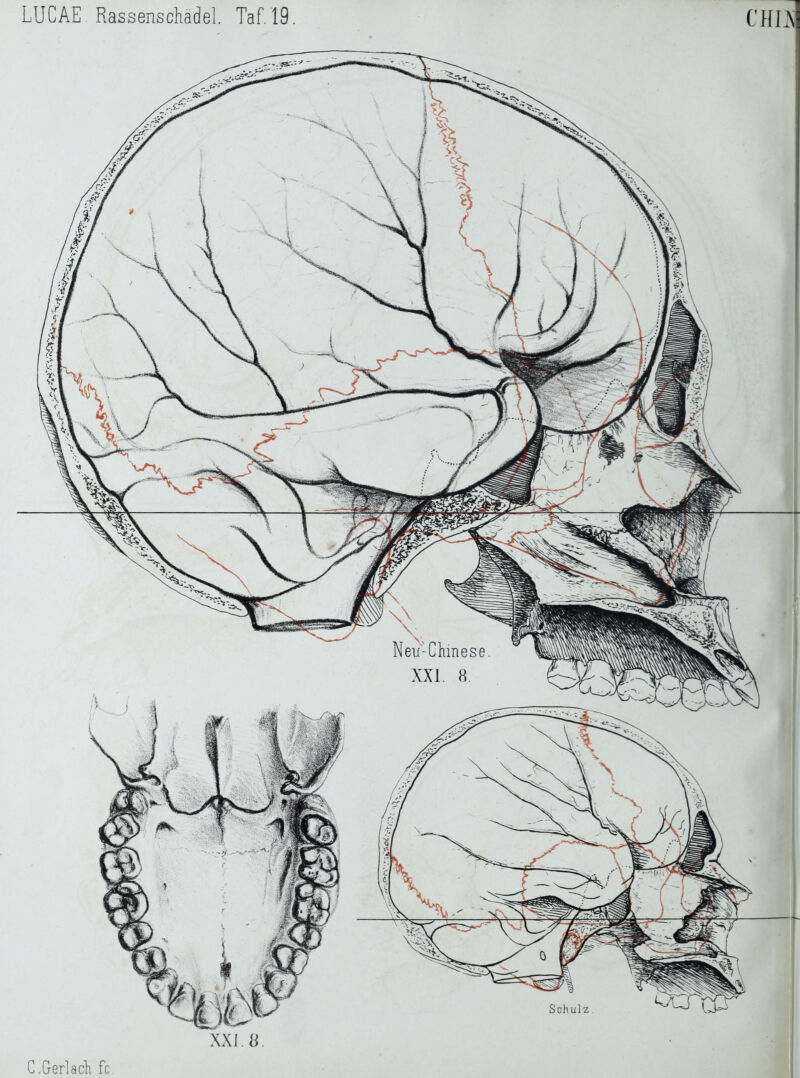 LUCAE. Rassenschädel. Taf. 19. CHI Al