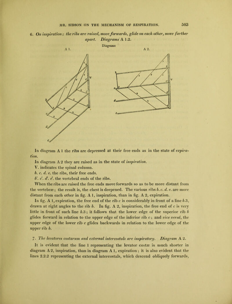 6. On inspiration; the ribs are raised, move forwards, glide on each other, move farther apart. Diagrams A 1.2. A 1. Diagrams A 2. In diagram A 1 the ribs are depressed at their free ends as in the state of expira- tion. In diagram A 2 they are raised as in the state of inspiration. V. indicates the spinal column. b. c. d. e. the ribs, their free ends. b'. d. d'. el. the vertebral ends of the ribs. When the ribs are raised the free ends move forwards so as to be more distant from the vertebrae ; the result is, the chest is deepened. The various ribs b. c. d. e. are more distant from each other in fig. A 1, inspiration, than in fig. A 2, expiration. In fig. A 1, expiration, the free end of the rib c is considerably in front of a line b.3, drawn at right angles to the rib b. In fig. A 2, inspiration, the free end of c is very little in front of such line b.3; it follows that the lower edge of the superior rib b glides forward in relation to the upper edge of the inferior rib c ; and vice versa, the upper edge of the lower rib c glides backwards in relation to the lower edge of the upper rib b. /• The levatores costarum and external intercostals are inspiratorij. Diagram A 2. It is evident that the line 1 representing the levator costae is much shorter in diagram A 2, inspiration, than in diagram A 1, expiration ; it is also evident that the lines 2.2.2 representing the external intercostals, which descend obliquely forwards,