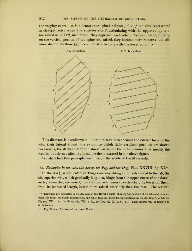 the varying curve, a, b, c denotes the spinal column ; d, e, f the ribs represented as straight rods ; when the superior ribs d, articulating with the upper obliquity a, are raised as in D 2, inspiration, they approach each other. When those (e) hinging on the vertical portion of the spine are raised, they become more remote ; and still more distant do those (f) become that articulate with the lower obliquity. D 1. Expiration. D 2. Inspiration. This diagram is overdrawn and does not take into account the curved form of the ribs, their lateral thrust, the extent to which their vertebral portions are drawn backwards, the deepening of the dorsal arch, or the other causes that modify the results, but do not alter the principle demonstrated in the above figure. We shall find this principle run through the whole of the Mammalia. 33. Examples in the Ass, the Sheep, the Pig, and the Dog, Plate XXVIII. fig. XI.*. In the Ass'f', whose costal cartilages are unyielding and firmly united to the rib, the six superior ribs, which gradually lengthen, hinge from the upper curve of the dorsal arch ; when they are raised, they all approach nearer to each other, the lowest of them, from its increased length, being more raised anteriorly than the rest. The seventh * Drawings are deposited in the Archives of the Royal Society, showing the position of the ribs and muscles, when the lungs are flaccid (expiration), and when they are distended (inspiration), in the Ass (fig. X. a. b.), the Pig (fig- VII. a. b.), the Sheep (fig. VIII. a. b.), the Dog (fig. XI. c. d. e.f.). These figures will be referred to in foot-notes.