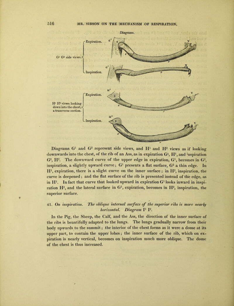 Diagrams. Diagrams G1 and G2 represent side views, and H1 and H2 views as if looking downwards into the chest, of the rib of an Ass, as in expiration Gl, H1, and Inspiration G2, H2. The downward curve of the upper edge in expiration, G1, becomes in G2, inspiration, a slightly upward curve; Gl presents a flat surface, G2 a thin edge. In H1, expiration, there is a slight curve on the inner surface ; in H2, inspiration, the curve is deepened ; and the flat surface of the rib is presented instead of the edge, as in H1. In fact that curve that looked upward in expiration G1 looks inward in inspi- ration H2, and the lateral surface in G1, expiration, becomes in H2, inspiration, the superior surface. 41. On inspiration. The oblique internal surface of the superior ribs is more nearly horizontal. Diagram I1 I2. In the Pig, the Sheep, the Calf, and the Ass, the direction of the inner surface of the ribs is beautifully adapted to the lungs. The lungs gradually narrow from their body upwards to the summit; the interior of the chest forms as it were a dome at its upper part, to contain the upper lobes; the inner surface of the rib, which on ex- piration is nearly vertical, becomes on inspiration much more oblique. The dome of the chest is thus increased.