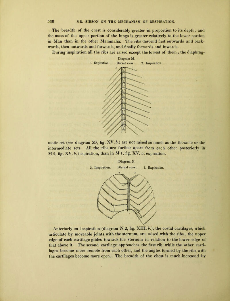 The breadth of the chest is considerably greater in proportion to its depth, and the mass of the upper portion of the lungs is greater relatively to the lower portion in Man than in the other Mammalia. The ribs descend first outwards and back- wards, then outwards and forwards, and finally forwards and inwards. During inspiration all the ribs are raised except the lowest of them ; the diaphrag- Diagram M. 1. Expiration. Dorsal view. 2. Inspiration. inatic set (see diagram M2, fig. XV. b.) are not raised so much as the thoracic or the intermediate sets. All the ribs are further apart from each other posteriorly in M 2, fig. XV. b. inspiration, than in M 1, fig. XV. a. expiration. Diagram N. 2. Inspiration. Sternal view. 1. Expiration. ^ i Anteriorly on inspiration (diagram N 2, fig. XIII. b.), the costal cartilages, which articulate by moveable joints with the sternum, are raised with the ribs; the upper edge of each cartilage glides towards the sternum in relation to the lower edge of that above it. The second cartilage approaches the first rib, while the other carti- lages become more remote from each other, and the angles formed by the ribs with the cartilages become more open. The breadth of the chest is much increased by