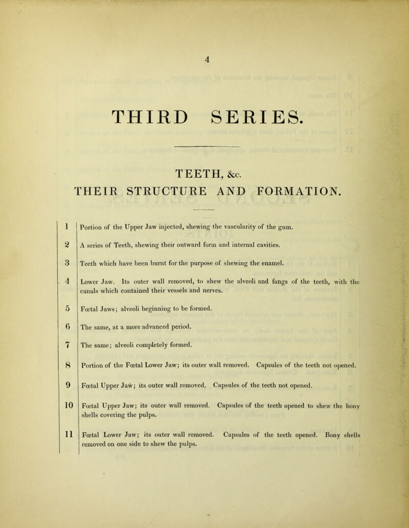 THIRD SERIES. 1 2 3 4 5 6 7 8 9 10 TEETH, &c. THEIR STRUCTURE AND FORMATION. Portion of the Upper Jaw injected, shewing the vascularity of the gum. A series of Teeth, shewing their outward form and internal cavities. Teeth which have been burnt for the purpose of shewing the enamel. Lower Jaw. Its outer wall removed, to shew the alveoli and fangs of the teeth, with the canals which contained their vessels and nerves. Foetal Jaws; alveoli beginning to be formed. The same, at a more advanced period. The same; alveoli completely formed. Portion of the Foetal Lower Jaw; its outer wall removed. Capsules of the teeth not opened. Foetal Upper Jaw; its outer wall removed. Capsules of the teeth not opened. Foetal Upper Jaw; its outer wall removed. Capsules of the teeth opened to shew the bony shells covering the pulps. 11 Foetal Lower Jaw; its outer wall removed. Capsules of the teeth opened. Bony shells removed on one side to shew the pulps.