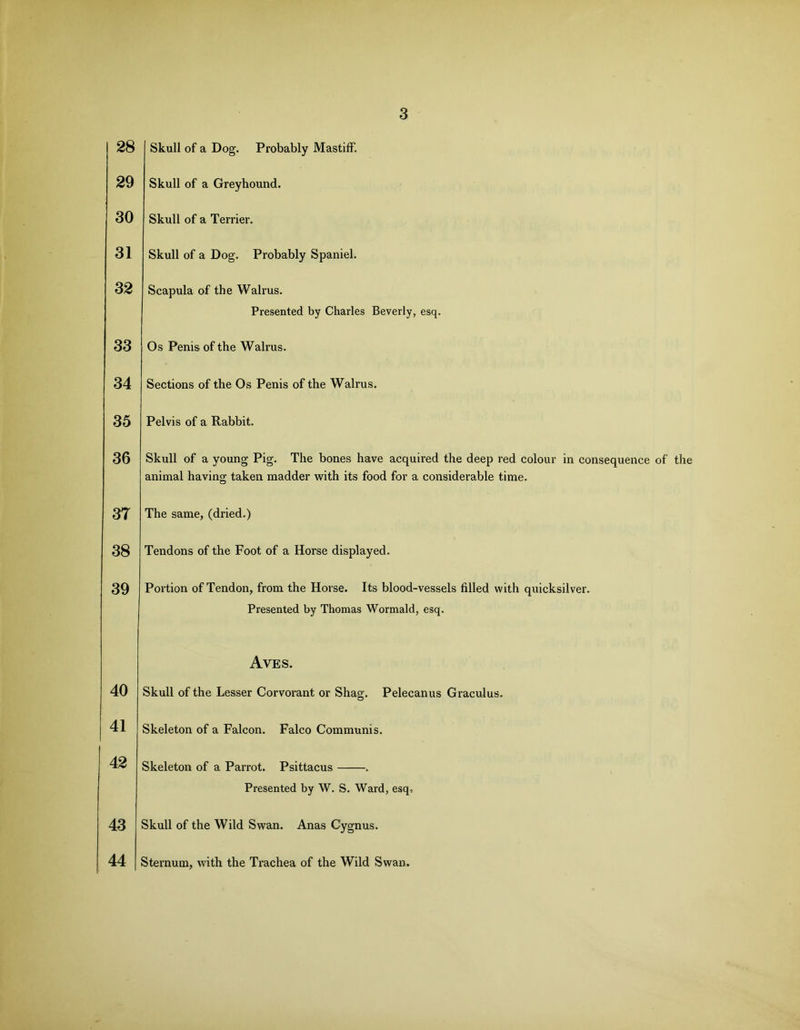28 29 30 31 32 33 34 35 36 3T 38 39 40 41 42 43 44 Skull of a Dog. Probably Mastiff. Skull of a Greyhound. Skull of a Terrier. Skull of a Dog. Probably Spaniel. Scapula of the Walrus. Presented by Charles Beverly, esq. Os Penis of the Walrus. Sections of the Os Penis of the Walrus. Pelvis of a Rabbit. Skull of a young Pig. The bones have acquired the deep red colour in consequence of the animal having taken madder with its food for a considerable time. The same, (dried.) Tendons of the Foot of a Horse displayed. Portion of Tendon, from the Horse. Its blood-vessels filled with quicksilver. Presented by Thomas Wormald, esq. Aves. Skull of the Lesser Corvorant or Shag. Pelecanus Graculus. Skeleton of a Falcon. Falco Communis. Skeleton of a Parrot. Psittacus . Presented by W. S. Ward, esq. Skull of the Wild Swan. Anas Cygnus. Sternum, with the Trachea of the Wild Swan.