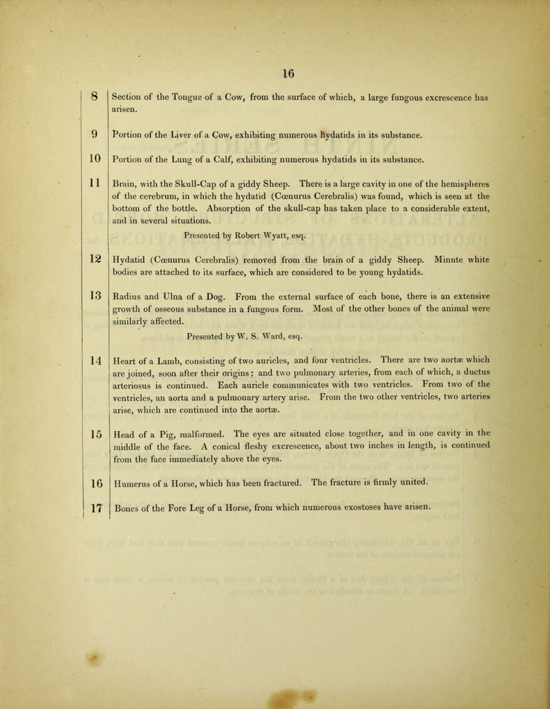 Section of the Tongue of a Cow, from the surface of which, a large fungous excrescence has arisen. Portion of the Liver of a Cow, exhibiting numerous hydatids in its substance. Portion of the Lung of a Calf, exhibiting numerous hydatids in its substance. Brain, with the Skull-Cap of a giddy Sheep. There is a large cavity in one of the hemispheres of the cerebrum, in which the hydatid (Coenurus Cerebralis) was found, which is seen at the bottom of the bottle. Absorption of the skull-cap has taken place to a considerable extent, and in several situations. Presented by Robert Wyatt, esq. Hydatid (Coenurus Cerebralis) removed from the brain of a giddy Sheep. Minute white bodies are attached to its surface, which are considered to be young hydatids. Radius and Ulna of a Dog. From the external surface of each bone, there is an extensive growth of osseous substance in a fungous form. Most of the other bones of the animal were similarly affected. Presented by W. S. Ward, esq. Heart of a Lamb, consisting of two auricles, and four ventricles. There are two aortae which are joined, soon after their origins; and two pulmonary arteries, from each of which, a ductus arteriosus is continued. Each auricle communicates with two ventricles. From two of the ventricles, an aorta and a pulmonary artery arise. From the two other ventricles, two arteries arise, which are continued into the aortae. Head of a Pig, malformed. The eyes are situated close together, and in one cavity in the middle of the face. A conical fleshy excrescence, about two inches in length, is continued from the face immediately above the eyes. Humerus of a Horse, which has been fractured. The fracture is firmly united. Bones of the Fore Leg of a Horse, from which numerous exostoses have arisen.