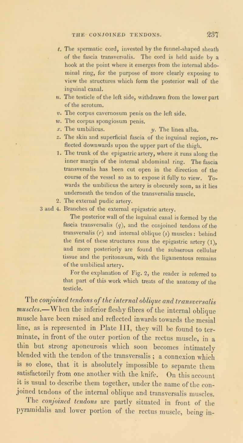 t. The spermatic cord, invested by tlie funnel-shaped sheath of the fascia transversalis. The cord is held aside by a hook at the point where it emerges from the internal abdo- minal ring, for the purpose of more clearly exposing to view the structures which form the posterior wall of the inguinal canal. u. The testicle of the left side, withdrawn from the lower part of the scrotum. V. The corpus cavernosum penis on the left side. w. The corpus spongiosum penis. X. The umbilicus. y. The linea alba. z. The skin and superficial fascia of the inguinal region, re- flected downwards upon the upper part of the thigh. 1. The trunk of the epigastric artery, where it runs along the inner margin of the internal abdominal ring. The fascia transversalis has been cut open in the direction of the course of the vessel so as to expose it fully to view. To- wards the umbilicus the artery is obscurely seen, as it lies underneath the tendon of the transversalis muscle. 2. The external pudic artery. 3 and 4. Branches of the external epigastric artery. The posterior wall of the inguinal canal is formed by the fascia transversalis (</), and the conjoined tendons of the transversalis if) and internal oblique (s) muscles: behind the first of these structures runs the epigastric artery (1), and more posteriorly are found the subserous cellular tissue and the peritonaeum, with the ligamentous remains of the umbilical artery. For the explanation of Fig. 2, the reader is referred to that part of this work which treats of the anatomy of the testicle. The conjoined tendons of the internal oblique and transversalis muscles.—When the inferior fleshy fibres of the internal oblique muscle have been raised and reflected inwards towards the mesial line, as is represented in Plate III, they will be found to ter- minate, in front of the outer portion of the rectus muscle, in a thin but strong aponeurosis which soon becomes intimately blended with the tendon of the transversalis ; a connexion which is so close, that it is absolutely impossible to separate them satisfactorily from one another with the knife. On this account it is usual to describe them together, under the name of the con- joined tendons of the internal oblique and transversalis muscles. The conjoined tendons are partly situated in front of the pyramidalis and lower portion of the rectus muscle, being in-