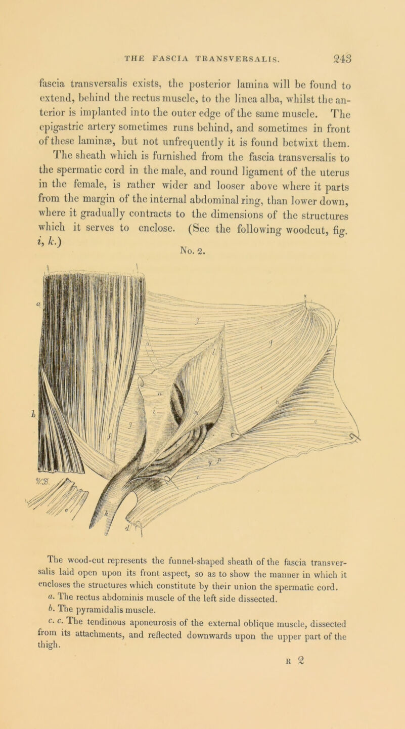 fascia traiisversalis exists, tlie posterior lamina will be foimcl to extciul, behind the rectus muscle, to the lineaalba, whilst the an- terior is implanted into tlie outer edge of tlie same muscle. The epigastric artery sometimes runs beliind, and sometimes in front of these laminje, but not unfrequently it is found betwixt tliem. 1 lie sheatli wliicli is furnished from the fascia transversalis to the spermatic cord in the male, and round ligament of the uterus in the female, is rather wider and looser above wdiere it parts from the margin of the internal abdominal ring, than lower down, where it gradually contracts to the dimensions of the structures The wood-cut represents the funnel-shaped sheath of the fascia transver- salis laid open upon its front aspect, so as to show the manner in whicli it encloses the structures which constitute by their union the spermatic cord. a. The rectus abdominis muscle of the left side dissected. b. The pyramidalis muscle. c. c. The tendinous aponeurosis of the external oblique muscle, dissected from its attachments, and reflected downwards upon the upper part of tlie thigh.