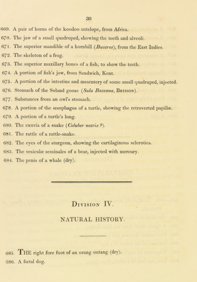 669. A pair of horns of the koodoo antelope, from Africa. 670. The jaw of a small cpiadruped, showing the teeth and alveoli. 6J1. The superior mandible of a hornbill (Buceros), from the East Indies. 672. The skeleton of a frog. 673. The superior maxillary bones of a fish, to show the teeth. 674. A portion of fish’s jaw, from Sandwich, Kent. 675. A portion of the intestine and mesentery of some small quadruped, injected. 676. Stomach of the Soland goose (Sula Bassana, Brisson). 677- Substances from an owl’s stomach. 678. A portion of the oesophagus of a turtle, showing the retroverted papillae. 679. A portion of a turtle’s lung. 680. The exuvia of a snake (Coluber natrixP). 681. The rattle of a rattle-snake. 682. The eyes of the sturgeon, showing the cartilaginous sclerotica. 683. The vesiculae seminales of a bear, injected with mercury. 684. The penis of a whale (dry). Division IV. NATURAL HISTORY. 685. The right fore foot of an orang outang (dry). 686. A foetal dog.