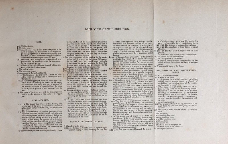 HEAD. A A Parietal bones. B Occipital bone. C Temporal bone—The lowest dotted line points to the mastoid process; the middle one to the zygomatic process, going forward to meet a corresponding pro* cess from the cheek bone; and the upper line points out the flat or squamose portion of the bone. D Cheek bone, with its zygomatic process joined to a process from the temporal bone of the same name, by the zygomatic suture. a Two holes in the parietal bones, through which veins enter to the longitudinal sinus. I The sagittal suture. t The squamous suture. d Appendage to the lambdoid suture. cere The lower jaw—the two upper e e mark the con- dyloid processes, or the points of articulation, with the temporal bone. f That part of the upper jaw, called the alveolar process, which assists in forming the sockets for the teeth, and constitutes the lower fore part of the roof of the mouth : at the end of this dotted line, the point of the styliform process of the temporal bone is seen. g The inside of the lower jaw, with the alveolar process and its teeth, opposed to the teeth of the upper jaw. SPINE AND RIBS. 2 13 12 The twenty-four true vertebrae forming the greater part of the spine, and divided into vertebrae of the neck, vertebrae of the back, and vertebrae of the loins. 1 1 Are placed between the oblique processes of the vertebrae, of which there are two on each side, one above the figure of reference, the other below it; they are covered on one surface by a smooth car- tilage, which serves the purpose of articulation with the corresponding oblique processes of the vertebrae above and below, except the first and last vertebra; of these, one is articulated with the condyles of the occipital bone, the other with the 2 The transverse processes standing out laterally s those in the vertebrae of the neck generally project less than the others, are bifurcated, and have each a foramen for the passage of the vertebral artery; the first and second have not, in general, this bifurcation ; the transverse processes of the ver- tebrae of the back are more distinct, and project obliquely backwards; in the loins they are stronger and more directly transverse. 3 The spinous processes of the vertebrae in the neck; except tile first, they are int general bifurcated. In the back they are turned more obliquely downwards; but as they approach the loins they become more horizontal and are stronger; in the loins they are larger and nearly horizontal. E The lowest or seventh vertebra of the neck. F The lowest or twelfth vertebra of the back—The five vertebrae below this are those of the loins. i nil The sacrum or first set of false vertebrae ; i i i i i A z 3 the posterior holes of the sacrum; nnnn spinous processes of the sacrum j near i i i are the remains of the transverse processes; h a deficiency of bone at the lower extremity of the sacrum, supplied, during life, by ligament; partof the bodies of the fourth and fifth vertebrae are seen through this deficiency. mo Coccyx, tail bone, or second set of false vertebrae— (m) the first bone of the coccyx articulated with the lower extremity of the sacrum; (<>) the lower extremity of the coccyx and termination of the spine. a/3y£e!;r)0MtX(/. The twelve ribs—The first seven are called true ribs, from having their cartilages ar- ticulated with the sternum; the other five, false ribs, from not having their cartilages so affixed; the posterior extremities are articulated to the bodies of the vertebrae, mostly at the junction of two ; at the part where the rib is hid by the end of the transverse process; (2) is a small smooth cartilage, which is articulated with a similar one on the an- terior surface of the process. SUPERIOR EXTREMITY, OR ARM. G Clavicle or collar-bone. H klm no Scapula or shoulder bone—o superior angle; l inferior angle; A cervix or neck; on this neck is bome a broad superficial cavity, facing outwardly, and covered with a smooth cartilage for receiving the round head of the arm bone ; in n the spine of the scapula; n that part of the spine called acro- mion ; the superior edge o A' is called the superior costa; A l the inferior costa; and o l the base : the whole triangular surface u A l is sometimes called dorsum. \p qr s t Tine arm bone or humerus—p the posterior great tubercle; r a part of the round articulating head covered with cartilage; q the external con- dyle ; s the internal condyle ; t a cavity situated between the condyles behind for receiving a por- tion of the olecranon in extension of the fore arm. Km The ulna or larger bone of the fore arm—u the olecranon or great protuberance, covered on the fore part with cartilage, and principally concerned in the formation of the elbow joint; r the lower or lesser end of the ulna, on which the radius plays; x a projecting process called stiliform. hrw The radius or lesser bone of the fore arm—r the upper extremity of the bone, furnished with a su- perficial socket, and covered with cartilage for articulation, with the round head at the external condyle of the humerus; (y) a smooth cartilage at tire inner side of the head, by which it is articulated with, and rolls in a corresponding hollow of the ulna; (to) tlie lower or greater extremity by which it is articulated with, and rolls on the lower extremity of the ulna, and affords articulation to the first row of carpal or wrist bones. I 2 S -t The first row of carpal or wrist bones—1 The navicular bone ; 2 the lunar bone ; 3 the cuneiform bone; 4 the pisiform or pea-like bone : these con- stitute the first row of carpal bones: the diree former are articulated at one extremity with the radius, and roll with it on die ulna; at the odier extremity they are articulated with the second row, and later- ally with each other. S 6 7 8 The second row of carpal bones—5 the tra- pezial bone ; 6 the trapezoid bone ; 7 the os mag- num or great bone ; B dm unciform bone ; these are articulated at the extremity next the arm with the first row of carpal bones, laterally with each other, and at the extremity next die hand, widi the metacarpal bones of the hand. g 10 11 12 The four metacarpal bones of the fingers— 9 of the little finger ; 10 of tha third or ring fin- ger ; 11 of the middle finger ; 12 of the first finger. 14 15 16 17 The first row or phalanx of finger bones. 18 19 20 21 The second row of finger bones, or second phalanx. 22 23 24 25 The third order of finger bones, or third phalanx. 13 The metacarpal bone or first phalanx of the thumb. 2b The second phalanx of the thumb. 27 The third phalanx of the thumb. The bones of these phalanges, except the last, are fur- nished with an articulating cartilage at each ex- tremity 28 Two sesamoid bones of the thumb. OSSA INNOM1NATA AND LOWER EXTRE- MITIES. \ a B C Os ilium or hip bone. AlB Spine of the ilium. i C b The great or sacro ischiatic notch ; b c e ischium or hitch bone ; b spinous process; c tuberosity of the ischium; c e ascending ramus of the ischium; e g J the pubis or share bone. list The femur or thigh bone ; A the head of the bone, shewing some of the articulating portion ; l the cervix or neck of the bone; o the great tro- chanter ; p the lesser trochanter; q r a rough ridge in the posterior part of the bone ; s the internal condyle; t the external condyle ; u v portions of the bone covered with cartilage for articulation with the tibia. ; j Interarticular cartilage. J) G Tibia or greater bone of the leg, articulated to the thigh bone, to form die knee joint; G the in- ner ancle. E F The fibula or lesser bone of the leg; F the outer ancle. ] The astragalus. S Calcaneum or heel bone. j Lesser cuneiform bone. 4 8 Middle cuneiform bone. 5 Cubicular bone. Navicular bone. Metatarsal bone of the great toe. i Metatarsal bones of the other toes.