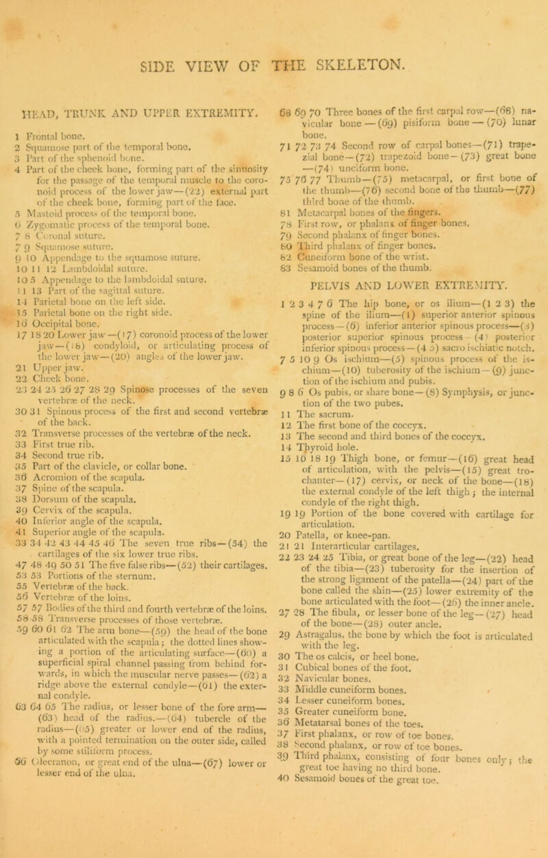 \ SIDE VIEW OF TOE SKELETON. HEAD, TRUNK AND UI’PER EXTREMITY. 1 Frontal bone. 2 Squamose part of the temporal bone. 3 Part of the sphenoid bone. 4 Part of the cheek bone, forming part of the sinuosity for the passage of the temporal muscle to the coro- noid process of the lower jaw—(22) external part of the cheek bone, forming part of the face. 5 Mastoid process of the temporal bone. 0 Zygomatic process of the temporal bone. 7 8 Coronal suture. 7 9 Squamose suture. 9 10 Appendage to the squamose suture. 10 11 12 Lambdoidal suture. 10 5 Appendage to the lambdoidal suture. 11 13 Part of the sagittal suture. 14 Parietal bone on the left side. 15 Parietal bone on the right side. 16 Occipital bone. 17 18 20 Lower jaw — (17) coronoid process of the lower jaw — (ib) condyloid, or articulating process of the lower jaw—(20) angles of the lower jaw. 21 Upper jaw. 22 Cheek bone. 23 24 25 26 2/ 28 2Q Spinose processes of the seven vertebrae of the neck. 30 31 Spinous process of the first and second vertebrae of the back. 32 Transverse processes of the vertebrae of the neck. 33 First true rib. 34 Second true rib. 35 Part of the clavicle, or collar bone. 3 6 Acromion of the scapula. 37 Spine of the scapula. 38 Dorsum of the scapula. 39 Cervix of the scapula. 40 Inferior angle of the scapula. 4 1 Superior angle of the scapula. 33 34 42 43 44 45 4(3 The seven true ribs—(54) the cartilages of the six lower true ribs. 47 48 4Q 50 51 The five false ribs—(52) their cartilages. 53 53 Portions of the sternum. 55 Vertebrae of the back. 56 Vertebrae of the loins. 57 57 Bodies of the third and fourth vertebrae of the loins. 58 -58 1 ransver.se processes of those vertebrae. 59 60 6l 62 The arm bone—(59) the head of the bone articulated with the scapula; the dotted lines show- ing a portion of the articulating surface—(60) a superficial spiral channel passing from behind for- wards, in which the muscular nerve passes—(62) a ridge above the external condyle—(01) the exter- nal condyle. 63 04 65 The radius, or lesser bone of the fore arm— (63) head of the radius.—(04) tubercle of the radius—(05) greater or lower end of the radius, with a pointed termination on the outer side, called by some stiliform process. 56 Olecranon, or great end of the ulna—(67) lower or lesser end of the ulna. 63 69 70 Three bones of the. first carpal row—(68) na- vicular bone—(69) pisiform bone — (70) lunar bone. 71 72 73 74 Second row of carpal bones—(70 trape- zial bone —(72) trapezoid bone-(73) great bone —(74) unciform bone. 75 76 77 Thumb—(75) metacarpal, or first bone of the thumb—(76) second bone of the thumb—(77) third bone of the thumb. 81 Metacarpal bones of the fingers. 73 First row, or phalanx of finger bones. 79 Second phalanx of finger bones. 80 Third phalanx of finger bones. 82 Cuneiform bone of the wrist. 83 Sesamoid bones of the thumb. PELVIS AND LOWER EXTREMITY. I 2 3 4 7 6 The hip bone, or os ilium—(1 2 3) the spine of the ilium—(1) superior anterior spinous process—(6) inferior anterior spinous process—(3) posterior superior spinous process - (4) posterior inferior spinous process—(4 5) sacro ischiatic notch. 75 10 9 Os ischium—(5) spinous process of the is- chium— (10) tuberosity of the ischium—(9) junc- tion of the ischium and pubis. 9 8 6 Os pubis, or share bone—(8) Symphysis, or junc- tion of the two pubes. II The sacrum. 12 The first bone of the coccyx. 13 The second and third bones of the coccyx. 14 Thyroid hole. 15 16 18 19 Thigh bone, or femur — (l 6) great head of articulation, with the pelvis—(15) great tro- chanter—(17) cervix, or neck of the bone—(18) the external condyle of the left thigh the internal condyle of the right thigh. 19 19 Portion of the bone covered with cartilage for articulation. 20 Patella, or knee-pan. 21 21 Interarticular cartilages. 22 23 24 25 Tibia, or great bone of the leg—(22) head of the tibia—(23) tuberosity for the insertion of the strong ligament of the patella—(24) part of the bone called the shin—(25) lower extremity of the bone articulated with the foot—(26) the inner ancle. 2/ 28 The fibula, or lesser bone of the leg— (27) head of the bone—(28) outer ancle. 29 Astragalus, the bone by which the foot is articulated with the leg. 30 The os calcis, or heel bone. 3 1 Cubical bones of the foot. 32 Navicular bones. 33 Middle cuneiform bones. 34 Lesser cuneiform bones. 35 Greater cuneiform bone. 36 Metatarsal bones of the toes. 37 First phalanx, or row of toe bones. 38 Second phalanx, or row of toe bones. 39 Third phalanx, consisting of four bones only; the great toe having no third bone. 40 Sesamoid bones of the great toe.