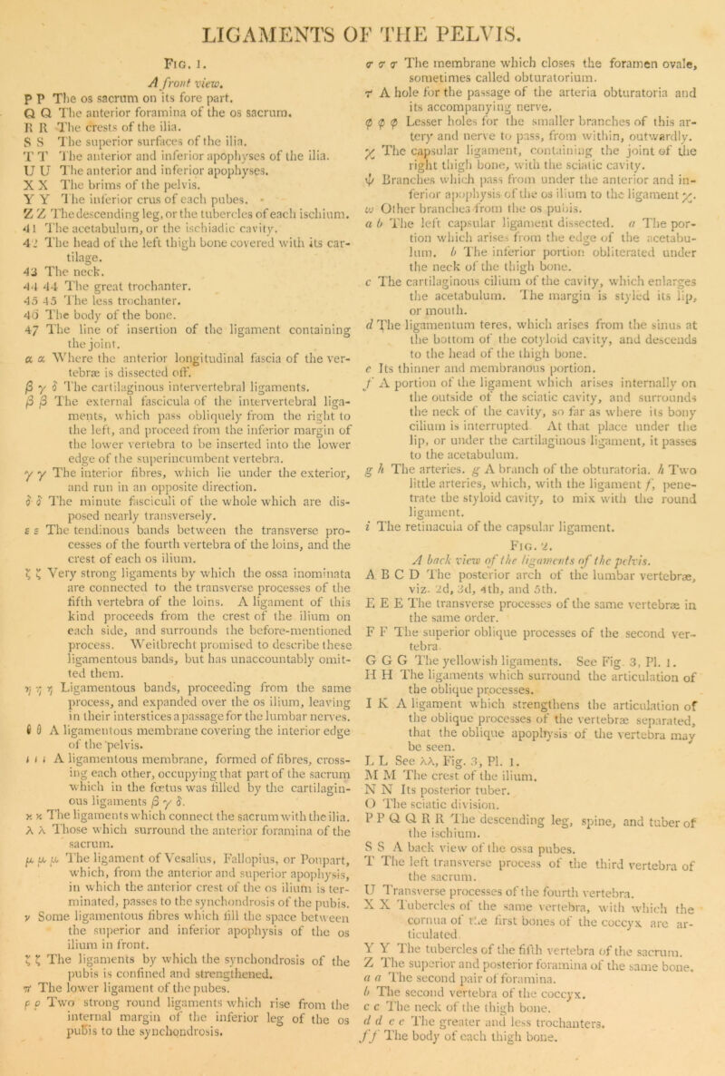 LIGAMENTS OF THE PELVIS. Fig. l. A front view. P P The os sacrum on its fore part. Q Q The anterior foramina of the os sacrum. R R The crests of the ilia. 5 S The superior surfaces of the ilia. T T The anterior and inferior apophyses of the ilia. U U The anterior and inferior apophyses. X X The brims of the pelvis. Y Y The inferior crus of each pubes. • Z Z The descending leg, or the tubercles of each ischium. 41 The acetabulum, or the ischiadic cavity. 41 The head of the left thigh bone covered with its car- tilage. 43 The neck. 44 44 The great trochanter. 45 45 The less trochanter. 40 The body of the bone. 47 The line of insertion of the ligament containing the joint. a a Where the anterior longitudinal fascia of the ver- tebrae is dissected off. (3 y 3 The cartilaginous intervertebral ligaments. (3 (3 The external fascicula of the intervertebral liga- ments, which pass obliquely from the right to the left, and proceed from the inferior margin of the lower vertebra to be inserted into the lower edge of the superincumbent vertebra. y y The interior hbres, which lie under the exterior, and run in an opposite direction. 3 3 The minute fasciculi of the whole which are dis- posed nearly transversely. £ s The tendinous bands between the transverse pro- cesses of the fourth vertebra of the loins, and the crest of each os ilium. X s Very strong ligaments by which the ossa inominata are connected to the transverse processes of the fifth vertebra of the loins. A ligament of this kind proceeds from the crest of the ilium on each side, and surrounds the before-mentioned process. Weitbrecht promised to describe these ligamentous bands, but has unaccountably omit- ted them. ri v ri Ligamentous bands, proceeding from the same process, and expanded over the os ilium, leaving in their interstices a passage for the lumbar nerves. 6 0 A ligamentous membrane covering the interior edge of the pelvis. i m A ligamentous membrane, formed of fibres, cross- ing each other, occupying that part of the sacrum which in the foetus was filled by the cartilagin- ous ligaments (3 y 3. v. k The ligaments which connect the sacrum with the ilia. A A Those which surround the anterior foramina of the sacrum. ii, a a The ligament of Vesalius, Fallopius, or Poupart, which, from the anterior and superior apophysis, in which the anterior crest of the os ilium is ter- minated, passes to the synchondrosis of the pubis. v Some ligamentous fibres which fill the space between the superior and inferior apophysis of the os ilium in front. X £ The ligaments by which the synchondrosis of the pubis is confined and strengthened. tt The lower ligament of the pubes. p o Two strong round ligaments which rise from the internal margin of the inferior leg of the os pubis to the synchondrosis. cr <r r The membrane which closes the foramen ovale, sometimes called obturatorium. r A hole for the passage of the arteria obturatoria and its accompanying nerve. <p <p <p Lesser holes for the smaller branches of this ar- tery and nerve to pass, from within, outwardly. The capsular ligament, containing the joint of the right thigh bone, with the sciatic cavity. Branches which pass from under the anterior and in- ferior apophysis of the os ilium to the ligament %. w Other branches from the os pubis. a b The left capsular ligament dissected, a The por- tion which arise.-, from the edge of the acetabu- w him. b The inferior portion obliterated under the neck of the thigh bone. c The cartilaginous cilium of the cavity, which enlarges the acetabulum. The margin is styled its lip, or mouth. d The ligamentum teres, which arises from the sinus at the bottom of the cotyloid cavity, and descends to the head of the thigh bone. e Tts thinner and membranous portion. f A portion of the ligament which arises internally on the outside of the sciatic cavity, and surrounds the neck of the cavity, so far as where its bony cilium is interrupted. At that place under the lip, or under the cartilaginous ligament, it passes to the acetabulum. g h The arteries, g A branch of the obturatoria. h Two little arteries, which, with the ligament f, pene- trate the styloid cavity, to mix with the round ligament. i The retinacula of the capsular ligament. Fig. 'i. A back view of the ligaments of (he pelvis. A B C D The posterior arch of the lumbar vertebrae, viz. 2d, 3d, 4th, and 5th. FI E E The transverse processes of the same vertebrae in the same order. F F The superior oblique processes of the second ver- tebra G G G The yellowish ligaments. See Fig. 3, PI. 1. H H The ligaments which surround the articulation of the oblique processes. I K A ligament which strengthens the articulation of the oblique processes of the vertebrae separated, that the oblique apophysis of the vertebra may be seen. L L See AA, lug. 3, PI. l. M M The crest of the ilium. N N Its posterior tuber. O The sciatic division. PP Q. (4 RR The descending leg, spine, and tuber of the ischium. S S A back view of the ossa pubes. T The left transverse process of the third vertebra of the sacrum. U Transverse processes of the fourth vertebra. X X Tubercles of the same vertebra, with which the cornua ot tbe first bones ot the coccyx are ar- ticulated. Y Y The tubercles of the fifth vertebra of the sacrum. Z The superior and posterior foramina of the same bone. a a The second pair of foramina. b The second vertebra of the coccyx. c c The neck of the thigh bone. d d c e The greater and less trochanters. ff The body of each thigh bone.