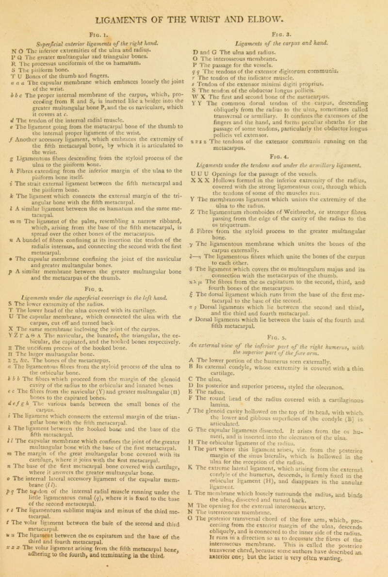 M a w Fig. i. Superficial anterior ligaments of (he right hand. N O The inferior extremities of the ulna and radius. I’ Q The greater multangular and triangular bones. R 1 lie processus unciformis of the os hamatum. S The pisiform bone. T U Bones of the thumb and fingers. a a a The capsular membrane which embraces loosely the joint of the wrist. bbc The proper internal membrane of the carpus, which, pro- ceeding from R and S, is inserted like a bridge into the greater multangular bone P,and the os naviculare, which it covers at c. e The ligament going from the metacarpal bone of the thumb to the internal proper ligament of the wrist. / Another accessory ligament, which embraces the extremity of the fifth metacarpal bone, by which it is articulated to the wrist. g Ligamentous fibres descending from the styloid process of the ulna to the pisiform bone. h Fibres extending from the inferior margin of the ulna to the pisiform bone itself. i The strait external ligament between the fifth metacarpal and the pisiform bone. k The ligament which connects the external margin of the tri- angular bone with the fifth metacarpal. I A similar ligament between the os hamatum and the same me- tacarpal. mm The ligament of the palm, resembling a narrow ribband, which, arising from the base of the fifth metacarpal, is spread over the other bones of the metacarpus. u A bundel of fibres confining at its insertion the tendon of the radialis internus, and connecting the second with the first metacarpal. ® The capsular membrane confining the joint of the navicular and greater multangular bones. p A similar membrane between the greater multangular bone and the metacarpus of the thumb. Fig. 2. Ligaments under the superficial coverings in the left hand. S The lower extremity of the radius. T The lower head of the ulna covered with its cartilage. U The capsular membrane, which connected the ulna with the carpus, cut off and turned back X The same membrane inclosing the joint of the carpus. YZr A0 A The navicular, the lunated, the triangular, the or- bicular, the capitated, and the hooked bones respectively. The unciform process of the hooked bone. The larger multangular bone. S, &rc. The bones of the metacarpus. a The ligamentous fibres from the styloid process of the ulna to the orbicular bone. h b b The fibres which proceed from the margin of the glenoid cavity of the radius to the orbicular and lunated bones c c The fibres from the navicular (Y) and greater multangular (n) bones to the capitated bones. d ef g h The various bands between the small bones of the carpus. i The ligament which connects the external margin of the trian- gular bone with the fifth metacarpal. k The ligament between the hooked bone and the base of the fifth metacarpal. 11 The capsular membrane which confines the joint of the greater multangular bone with the base of the first metacarpal. m The margin of the great multangular bone covered with its cartilage, where it joins with the first metacarpal. n The base of the first metacarpal bone covered with cartilage, where it answers the greater multangular bone. o The internal lateral accessory ligament of the capsular mem- brane (l /). pq The tendon of the internal radial muscle running under the little ligamentous canal (<?), where it is fixed to the base of the second metacarpal. r s The Iigamentum sublime majus and minus of the third me- tacarpal. / The volar ligament between the base of the second and third metacarpal. u u The ligament between the os capitatum and the base of the third and fourth metacarpal. xxx The volar ligament arising from the fifth metacarpal bone, adhering to the fourth, and terminating in the third, Fig. 3. Ligaments of the carpus and hand. D and G The ulna and radius. O The interosseous membrane. P The passage for the vessels. q q The tendons of the extensor digitorum communis. r The tendon of the indicator muscle. s Tendon of the extensor minimi digiti proprius. S The tendon of the obductor longus pollicis. W X The first and second bone of the metacarpus. Y Y The common dorsal tendon of the carpus, descending obliquely from the radius to the ulna, sometimes called transversal or armillary. It confines the extensors of the fingers and the hand, and forms peculiar sheaths for the passage of some tendons, particularly the obductor longus pollicis vel extensor. zz ix The tendons of the extensor communis running on the metacarpus. Fig. 4. Ligaments under the tendons and under the armillary ligament, U U U Openings for the passage of the vessels. XXX Hollows formed in the inferior extremity of the radius, covered with the strong ligamentous coat, through which the tendons of some of the muscles run. Y The membranous ligament which unites the extremity of the ulna to the radius. Z The Iigamentum rhomboides of Weitbrecht, or stronger fibres passing from the edge of the cavity of the radius to the os triquetrum. & Fibres from the styloid process to the greater multangular bone. y The ligamentous membrane which unites the bones of the carpus externally. i—n The ligamentous fibres which unite the bones of the carpus to each other. 6 The ligament which covers the os multangulum majus and its connection with the metacarpus of the thumb. fj. The fibres from the os capitatum to the second, third, and fourth bones of the metacarpus. £ The dorsal ligament which runs from the base of the first me- tacarpal to the base of the second. tt p Dorsal ligaments which lie between the second and third, and the third and fourth metacarpal. a Dorsal ligaments which lie between the basis of the fourth and fifth metacarpal. Fig. 5. An external view of the inferior part of the right humerus, with the superior part of the fore arm. A The lower portion of the humerus seen externally. B Its external condyle, whose extremity is covered with a thin, cartilage. C The ulna. D Its posterior and superior process, styled the olecranon. E The radius. 1* The round head of the radius covered with a cartilaginous lamina. / The glenoid cavity hollowed on the top of its head, with which, the lower and gibbous superficies of the condyle (B' is articulated. G The capsular ligaments dissected. It arises from the os hu- meri, and is inserted into the olecranon of the ulna. H The orbicular ligament of the radius. 1 The part where this ligament arises, viz. from the posterior margin of the sinus lateralis, which is hollowed in the ulna for the reception of the radius. K The extreme lateral ligament, which arising from the externa!, condyle of the humerus, descends, is firmly fixed in the orbicular ligament (H), arid disappears in the annular ligament. L The membrane which loosely surrounds the radius, and binds the ulna, dissected and turned back. M The opening for the external interosseous artery. N The interroseous membrane. O The posterior transversal chord of the fore arm, which, pro- ceeding from the exterior margin of the ulna, descends obliquely, and is connected to the inner side of the radius. It runs in a direction so as to decussate the fibres of the interosseous membrane. This is called the posterior transverse chord, because some authors have described an anterior one^ but the latter is very often wanting,.