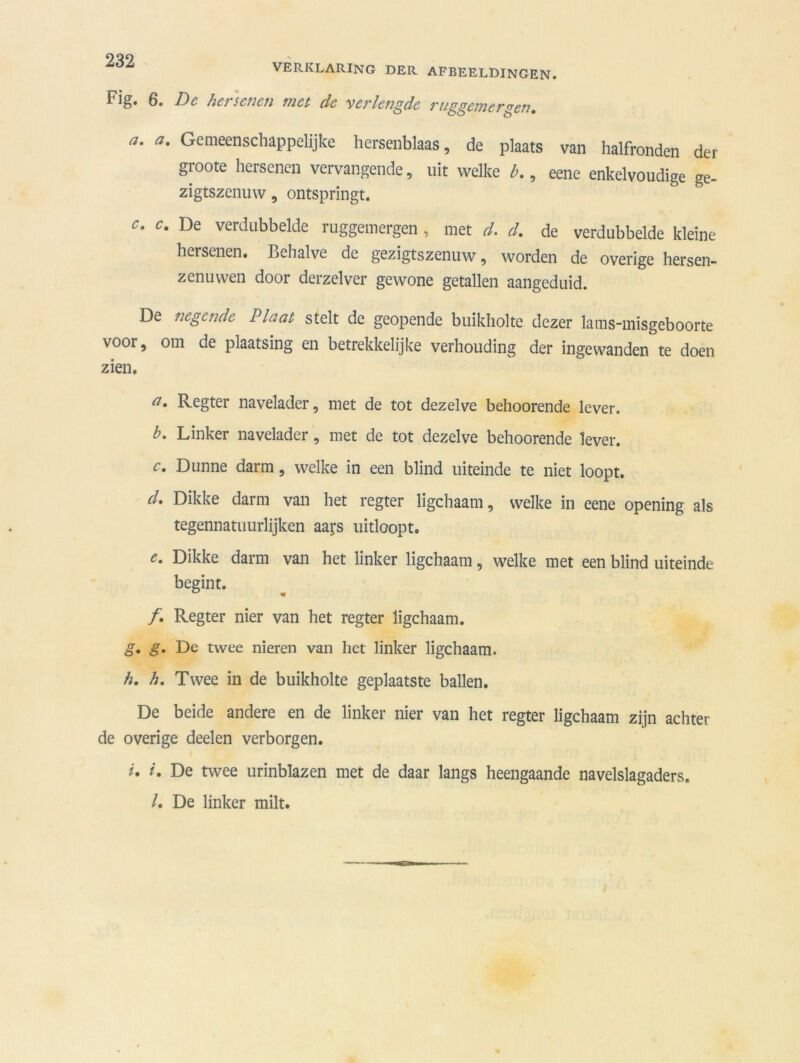 Fig. 6. De hersenen met dc verlengde ruggemergen. a. a. Gemeenschappelijke hersenblaas, de plaats van halfronden der groote hersenen vervangende, uit welke b., eene enkelvoudige ge- zigtszenuw, ontspringt. c. De verdubbelde ruggemergen , met d. d. de verdubbelde kleine hersenen. Behalve de gezigtszenuw, worden de overige hersen- zenuwen door derzelver gewone getallen aangeduid. De negende Plaat stelt de geopende buikholte dezer lams-misgeboorte voor, om de plaatsing en betrekkelijke verhouding der ingewanden te doen zien. ei. Regter navelader, met de tot dezelve behoorende lever. b. Linker navelader, met de tot dezelve behoorende lever. c. Dunne darm, welke in een blind uiteinde te niet loopt. d. Dikke darm van het regter ligchaam, welke in eene opening als tegennatuurlijken aai;s uitloopt. e. Dikke darm van het linker ligchaam, welke met een blind uiteinde begint. /. Regter nier van het regter ligchaam. g. g. De twee nieren van het linker ligchaam. h, h. Twee in de buikholte geplaatste ballen. De beide andere en de linker nier van het regter ligchaam zijn achter de overige deden verborgen. *• *• De twee urinblazen met de daar langs heengaande navelslagaders. /. De linker milt.