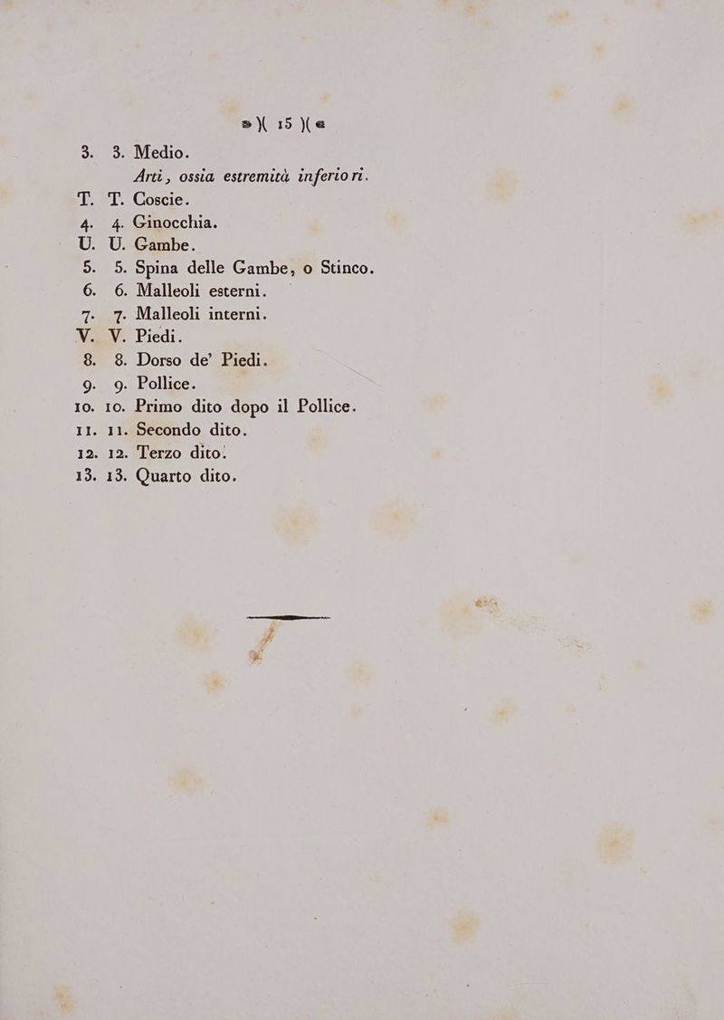 3. 3. Medio. Arti, ossia estremità inferiori. T. T. Coscie. 4. 4. Ginocchia. U. U. Gambe. 5. 5. Spina delle Gambe, o Stinco. 6. 6. Malleoli esterni. 7. 7. Malleoli interni. V. V. Piedi. 8. 8. Dorso de’ Piedi. 9. 9. Pollice. 10. 10. Primo dito dopo il Pollice. 11. 11. Secondo dito. 12. 12. Terzo dito. s\ 15 e