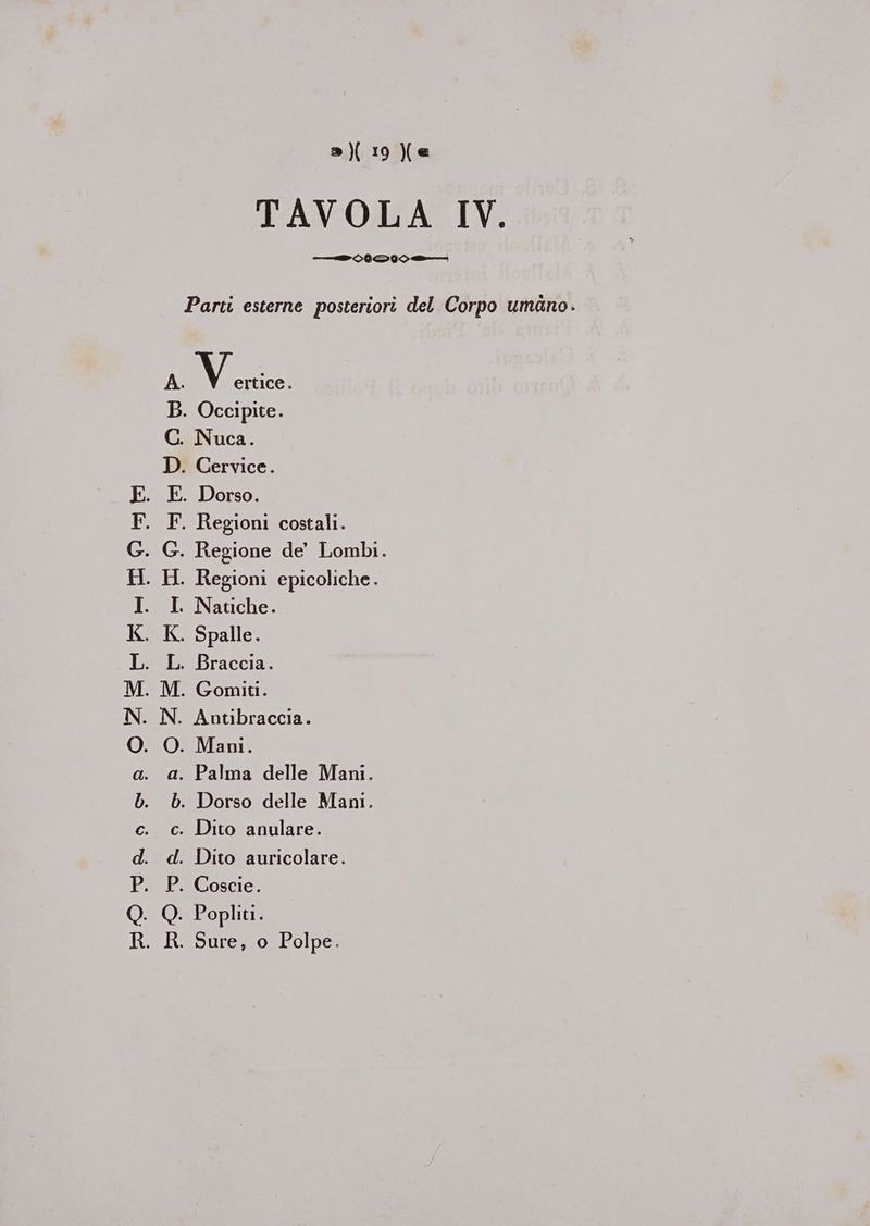 HO das epr 0OZEPRL4TOosm HONA ss er 0 ZSeFHLFaOnnobowd» e iiotòì . Occipite. Nuca. Dorso. Regioni costali. Regione de’ Lombi. Regioni epicoliche . Natiche. Spalle. Braccia. Mani. . Dorso delle Mani. Dito anulare. Dito auricolare.