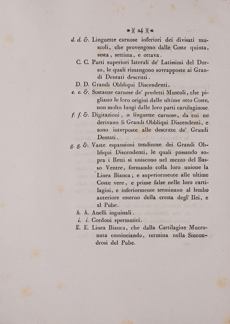 »)(24)(e d. d. &amp;. Linguette carnose inferiori dei divisati mu- scoli, che provengono dalle Coste quinta, sesta , settima, e ottava. C. C. Parti superiori laterali de’ Latissimi del Dor- so, le quali rimangono sovrapposte ai Gran- di Dentati descritti . D.D. Grandi Obbliqui Discendenti. e. e. &amp;. Sostanze carnose de’ predetti Muscoli, che pi- gliano le loro origini dalle ultime otto Coste, non molto lungi dalle loro parti cartilaginose. f. f.&amp;. Digitazioni, o linguette carnose, da cui ne derivano li Grandi Obbliqui Discendenti, e sono interposte alle descritte de’ Grandi Dentati . . g. &amp;. Vaste espansioni tendinose dei Grandi Ob- bliqui Discendenti, le quali passando so- o >) pra i Retti si uniscono nel mezzo del Bas- so Ventre, formando colla loro unione la Linea Bianca; e superiormente alle ultime Coste vere, e prime false nelle loro carti- lagini, e inferiormente terminano al lembo anteriore esterno della cresta degl’ Ilei, e al Pube. h. h. Anelli inguinali . i. 1. Cordoni spermatici. E. E. Linea Bianca, che dalla Cartilagine Mucro- nata cominciando, termina nella Sincon- drosi del Pube.