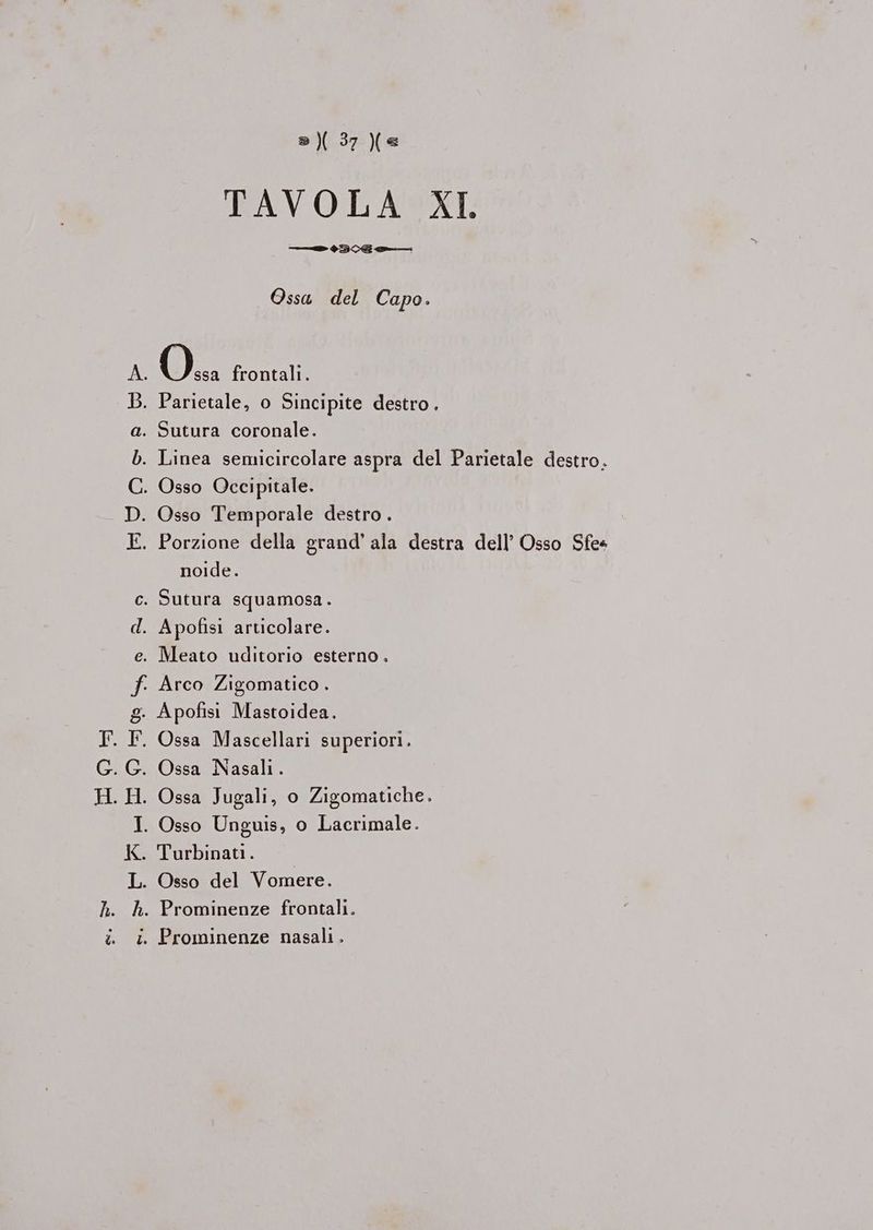 »)(37 (e TAVOLA XI. _—o» 99306 Ossa del Capo. 0) frontali. Osso Occipitale. noide. Meato uditorio esterno.