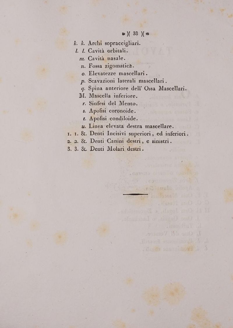 s)( 38 (e . Archi sopraccigliari. . Cavictà orbitali. . Cavità nasale. . Fossa zigomatica. . Elevatezze mascellari. .-Scavazioni laterali mascellari . . Spina anteriore dell’ Ossa Mascellari. . Mascella inferiore. . Sinfesi del Mento. . Apofisi coronoide. . Apofisi condiloide. . Linea elevata destra mascellare. . Denti Incisivi superiori, ed inferiori. . Denti Canini destri, e sinistri. . Denti Molari destri.