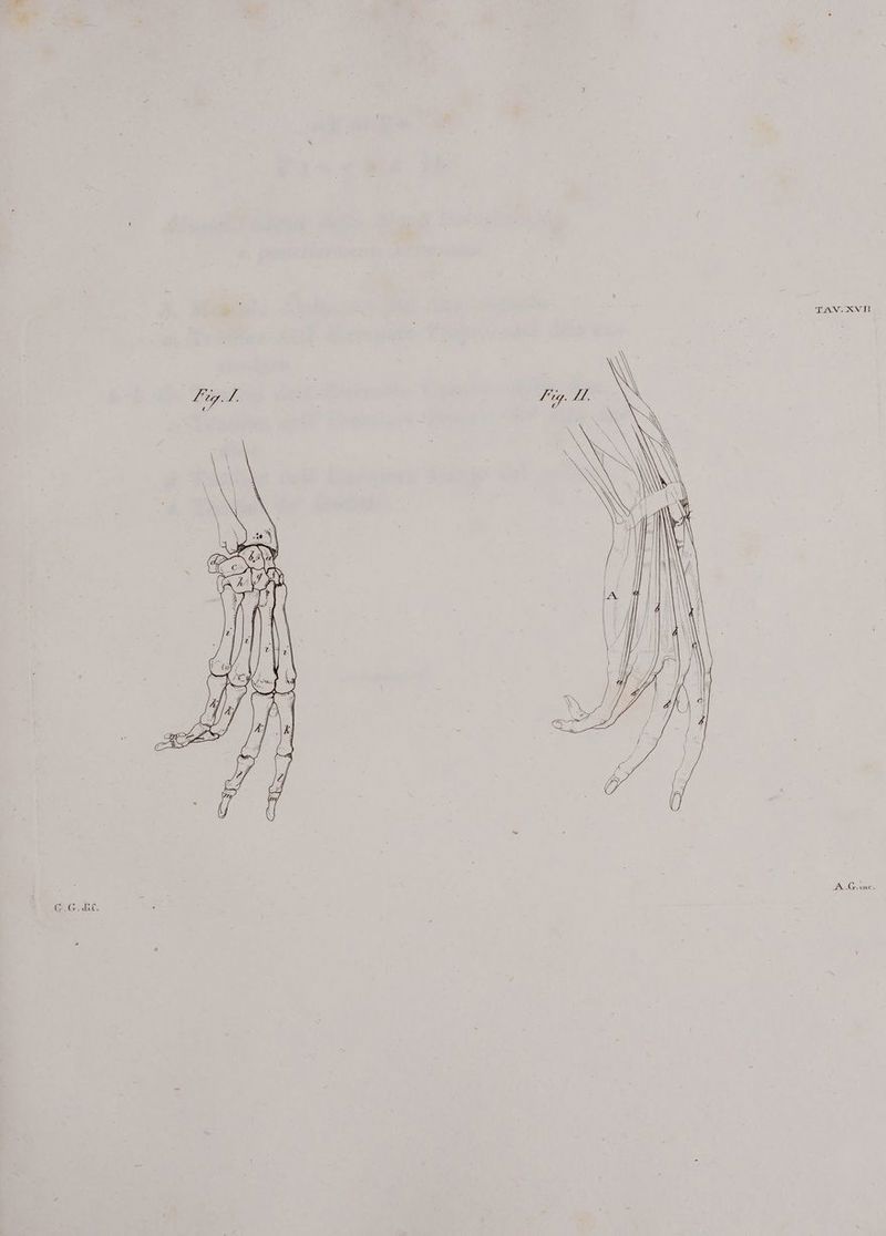 TAV. XVII CGA.