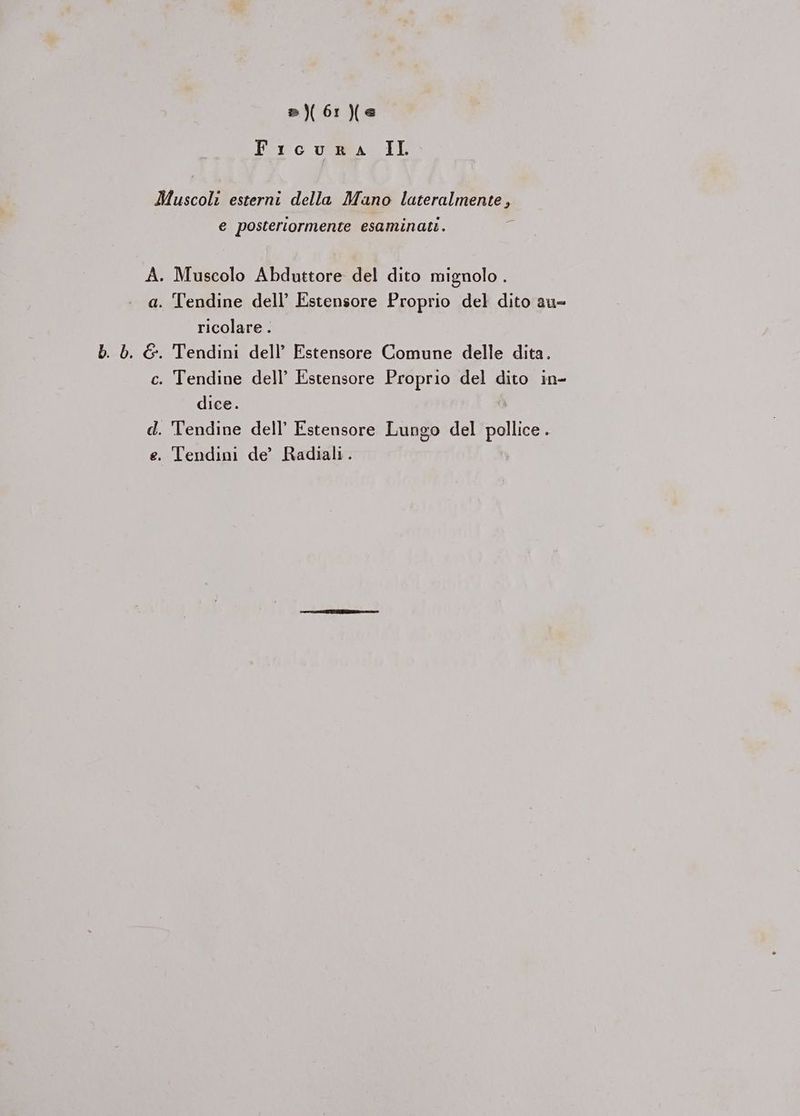 s)(6r1)(e FiIcuRA II Muscoli esterni della Mano lateralmente, e posteriormente esaminati. A. Muscolo Abduttore del dito mignolo . . a. Tendine dell’ Estensore Proprio del dito au- ricolare . b. b. &amp;. Tendini dell’ Estensore Comune delle dita. c. Tendine dell’ Estensore Proprio del dito in- dice. d. 'Tendine dell’ Estensore Lungo del pollice. e. Tendini de’ Radiali.