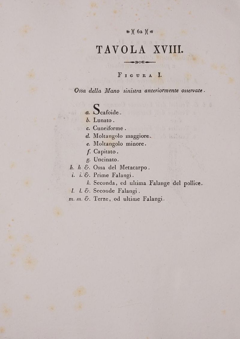 ») 62) TAVOLA XVIII. Ficura I a. Saas b. Lunato . c. Cuneiforme . d. Moltangolo maggiore. e. Moltangolo minore. f. Capitato. Uncinato. Ossa del Metacarpo. Seconda, ed uluma Talange del pollice. Seconde Ialangi . Terze, od ultime Falangi.