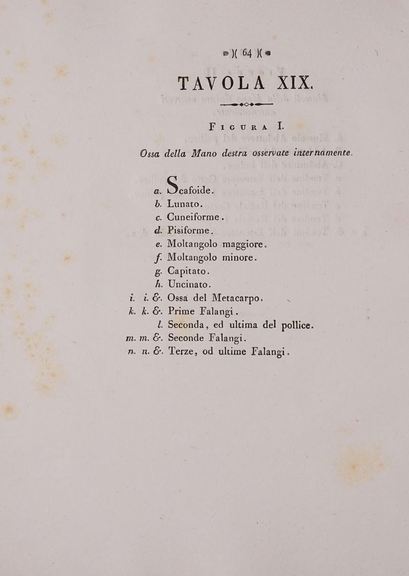 TAVOLA XIX. Ficura LI Ossa della Mano destra osservate internamente. a. SECO . Lunato. . Cuneiforme. . Pisiforme. . Moltangolo maggiore. : Moltangolo minore. b c d e f. g h. Uncinato. 1, & E l & . Capitato. i. è. G. Ossa del Metacarpo. k. k. &. Prime Falangi. . Seconda, ed ultima del pollice. m. m. &. Seconde Falangi. n. n. &. Terze, od ultime Falangi.