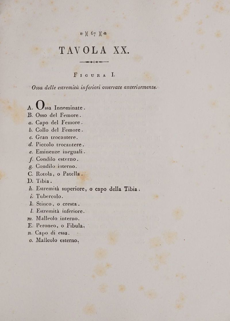 TAVOLA XX. ——> > @%è© >= i MR ia O Ossa delle estremità in ferieri osservate anteriormente. A. O. Innominate . . Osso del Femore. . Capo del Femore. . Collo del Femore. Gran trocantere. Loew Piccolo trocantere. Eminenze ineguali . i Condilo esterno. Condilo interno. Rotola, o Patella. Tibia. . Estremità superiore, o capo della Tibia. . Tubercolo. ConaRues vw, SS en . Stinco, o cresta. a . Estremità inferiore. . Malleolo interno. Peroneo, o Fibula, Capo di essa. I . Malleolo esterno.