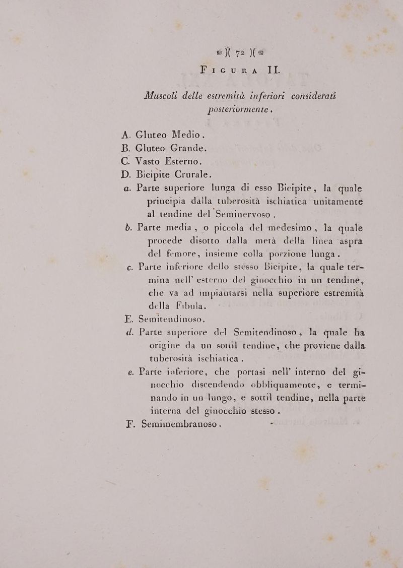 e 7: Pe vert SLI Muscoli delle estremità inferiori considerati posteriormente , A. Gluteo Medio. B. Gluteo Grande. C. Vasto Esterno. D. Bicipite Crurale. a. Parte superiore lunga di esso Bicipite, la quale principia dalla tuberosità ischiatica unitamente al tendine del Seminervoso . db. Parte media, o piccola del medesimo, la quale procede disotto dalla metà della linea aspra del femore, insieme colla porzione lunga . c. Parte inferiore dello stesso Bicipite, la quale ter- mina nell’ esterno del ginocchio in un tendine, che va ad IMpiautarsi nella superiore estremità della Fibula. F. Semitendinoso, d. Parte superiore del Semitendinoso, la quale ha origine da un sottl tendine, che proviene dalla tuberosità ischiatica . e. Parte inferiore, che portasi nell’ interno del gi- nocchio discendendo obbliquamente, e termi- nando in un lungo, e sottil tendine, nella parte interna del ginocchio stesso . F. Semimembranoso . -