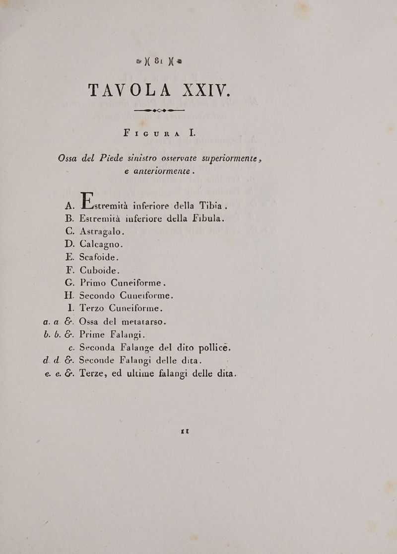 CR 2 )( 8: \(« — e $<Vè Earticiu:a tao I Ossa del Piede sinistro osservate superiormente , e anteriormente . i inferiore della Tibia, Estremità inferiore della Fibula. Astragalo. Calcagno. Scafoide. Cuboide. . Primo Cuneiforme . . Secondo Cuneiforme. . Terzo Cuneiforme. . Ossa del metatarso. o a . Prime Falangi. c. Seconda Falange del dito pollice. . &amp;. Seconde Falangi delle dita. e. &amp;. Terze, ed ultime falangi delle dita. XX