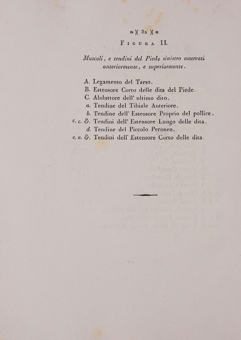 s)( 82 ){e Kirsten ASA Muscoli, e tendini del Piede sinistro osservati anteriormente, e supertormente - A. Legamento del Tarso. B. Estensore Corto delle dita del Piede. C. Abduttore dell’ ultimo dito. a. Tendine del Tibiale Anteriore. b. 'Tendine dell’ Estensore Proprio del pollice . G. Tendini dell’ Estensore Lungo delle dita. d. Tendine del Piccolo Peroneo. &amp;. Tendini dell’ Estensore Corto delle dita.