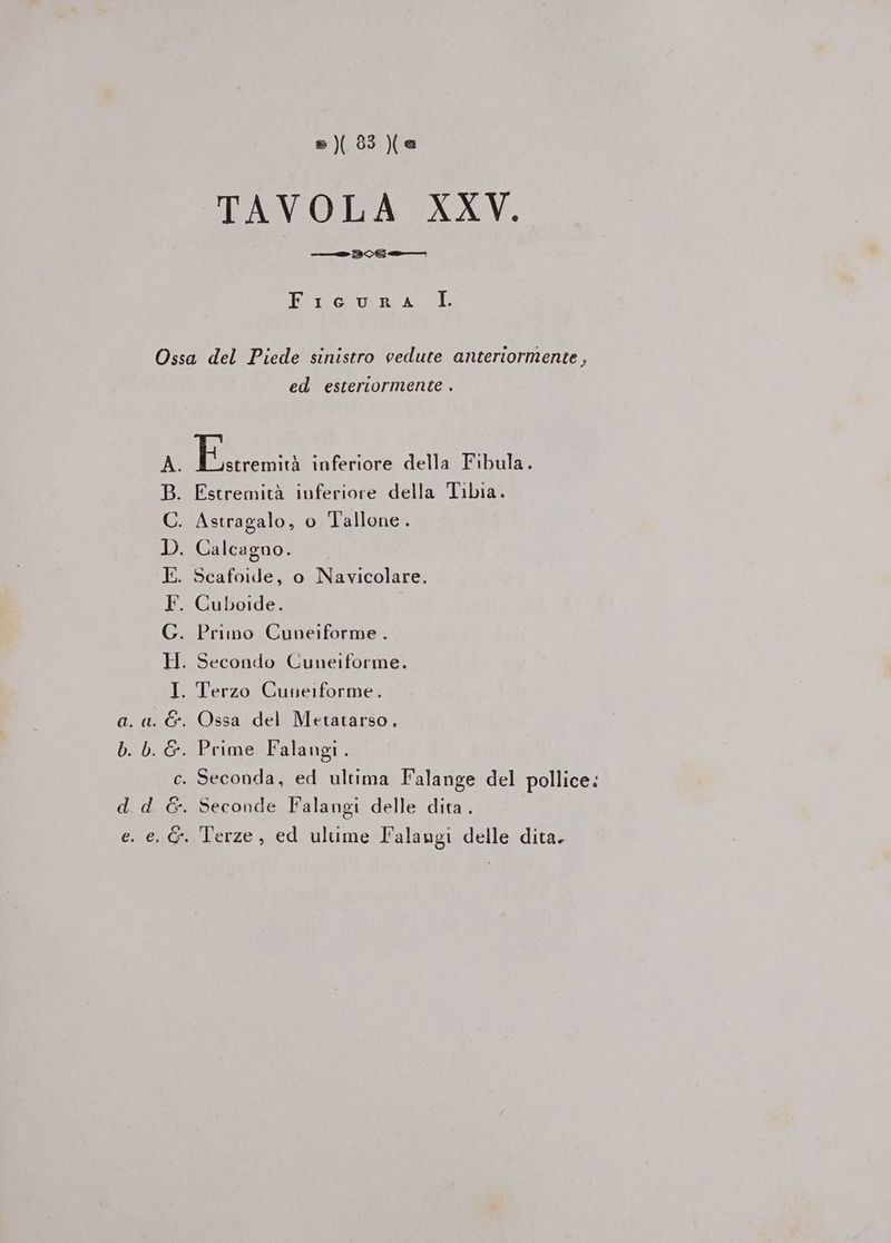 2) 33 TAVOLA XXV. pr i [©.°r brc rex. I Qo POLTOMHBHO: ed esteriormente . ero, inferiore della Fibula. Estremità inferiore della Tibia. Scafoide, o Navicolare. Primo Cuneiforme . Prime Falangi. Terze, ed ulume Falangi delle dita.