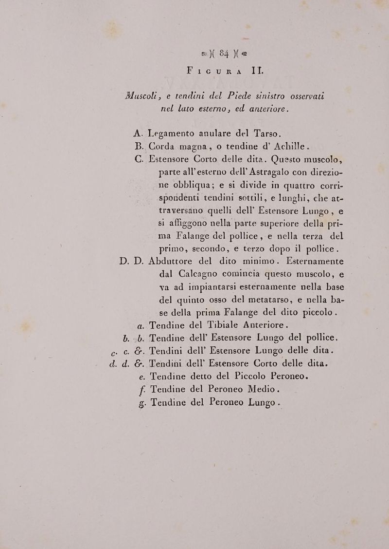 =) 84 Xe Fia ciuoria MIT. Muscoli, e tendini del Piede sinistro osservati nel lato esterno, ed anteriore. A. Legamento anulare del Tarso. B. Corda magna, o tendine d’ Achille. C. Estensore Corto delle dita. Questo muscolo, parte all’esterno dell’ Astragalo con direzio- ne obbliqua; e si divide in quattro corri- spondenti tendini sottili, e lunghi, che at- traversano quelli dell’ Estensore Lungo, e si affiggono nella parte superiore della pri- ma Falange del pollice, e nella terza del primo, secondo, e terzo dopo il pollice . D. D. Abduttore del dito minimo. Esternamente dal Calcagno comincia questo muscolo, e va ad impiantarsi esternamente nella base del quinto osso del metatarso, e nella ba- se della prima Falange del dito piceolo . a. Tendine del Tibiale Anteriore. 6. Tendine dell’ Estensore Lungo del pollice. &amp;. Tendini dell’ Estensore Lungo delle dita. &amp; e RA o Ss o . Tendini dell’ Estensore Corto delle dita. . Tendine detto del Piccolo Peroneo. f Tendine del Peroneo Medio. g. Tendine del Peroneo Lungo.