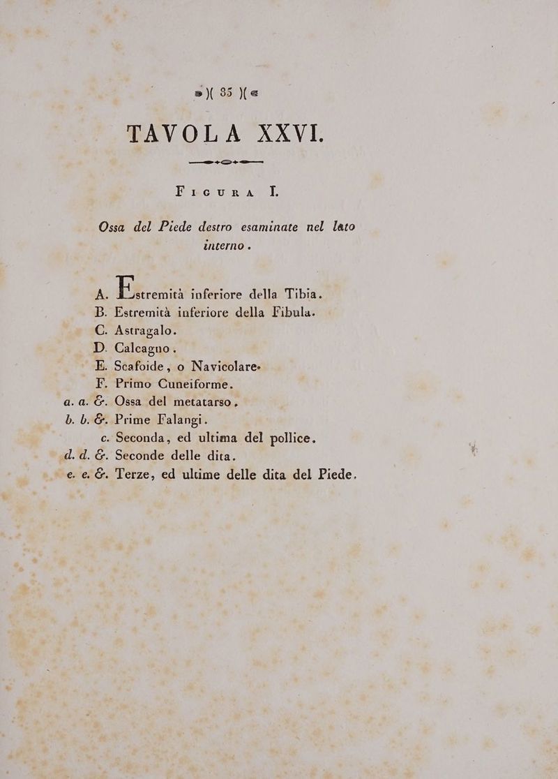 »)85 (e TAVOLA XXVI. ilo + D+ a——a Ficura TLT. Ossa del Piede destro esaminate nel lato interno . Piatti inferiore della Tibia. . Estremità inferiore della Fibula. . Astragalo. . Calcagno . . Scafoide, o Navicolare» Primo Cuneiforme. . Ossa del metatarso, o 2 > 2 . Prime Falangi. . Seconda, ed ultima del pollice. . Seconde delle dica. . Terze, ed ultime delle dita del Piede. mA QOHELVOd: o Sh o_ S