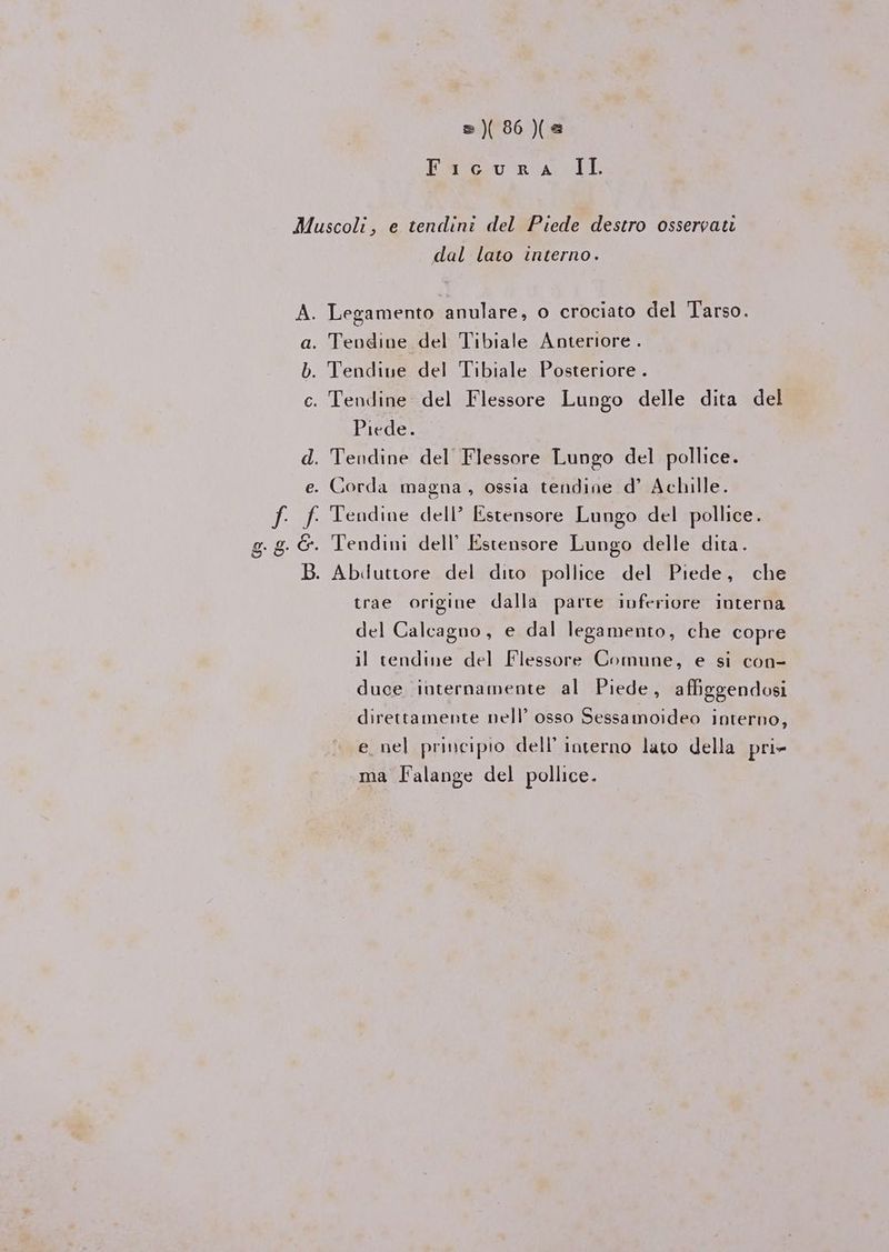 =) 86) Estasu ria TI dal lato interno. Piede. : Tendine dell’ Estensore Lungo del pollice. . Tendini dell’ Estensore Lungo delle dita. . Abduttore del dito pollice del Piede, che trae origine dalla parte ivferiore interna del Calcagno, e dal legamento, che copre il tendine del Flessore Comune, e si con- duce internamente al Piede, affiggendosi direttamente nell’ osso Sessamoideo interno, e_nel principio dell’ interno lato della pri- ma Falange del pollice.