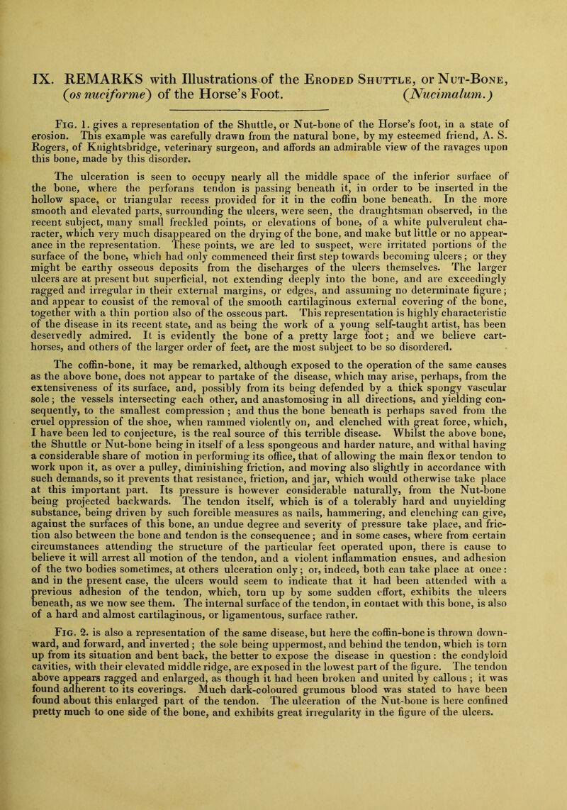 IX. REMARKS with Illustrations of the Eroded Shuttle, or Nut-Bone, (os nucifnrme) of the Horse’s Foot. (Nucimalum.) Fig. 1. gives a representation of the Shuttle, or Nut-bone of the Horse’s foot, in a state of erosion. This example was carefully drawn from the natural bone, by my esteemed friend, A. S. Rogers, of Kuightsbridge, veterinary surgeon, and affords an admirable view of the ravages upon this bone, made by this disorder. The ulceration is seen to occupy nearly all the middle space of the inferior surface of the bone, where the perforans tendon is passing beneath it, in order to be inserted in the hollow space, or triangular recess provided for it in the coffin bone beneath. In the more smooth and elevated parts, surrounding the ulcers, were seen, the draughtsman observed, in the recent subject, many small freckled points, or elevations of bone, of a white pulverulent cha- racter, which very much disappeared on the drying of the bone, and make but little or no appear- ance in the representation. These points, we are led to suspect, were irritated portions of the surface of the bone, which had only commenced their first step towards becoming ulcers; or they might be earthy osseous deposits from the discharges of the ulcers themselves. The larger ulcers are at present but superficial, not extending deeply into the bone, and are exceedingly ragged and irregular in their external margins, or edges, and assuming no determinate figure; and appear to consist of the removal of the smooth cartilaginous external covering of the bone, together with a thin portion also of the osseous part. This representation is highly characteristic of the disease in its recent state, and as being the work of a young self-taught artist, has been deservedly admired. It is evidently the hone of a pretty large foot; and we believe cart- horses, and others of the larger order of feet, are the most subject to be so disordered. The coffin-bone, it may be remarked, although exposed to the operation of the same causes as the above bone, does not appear to partake of the disease, which may arise, perhaps, from the extensiveness of its surface, and, possibly from its being defended by a thick spongy vascular sole; the vessels intersecting each other, and anastomosing in all directions, and yielding con- sequently, to the smallest compression ; and thus the bone beneath is perhaps saved from the cruel oppression of the shoe, when rammed violently on, and clenched with great force, which, I have been led to conjecture, is the real source of this terrible disease. Whilst the above bone, the Shuttle or Nut-bone being in itself of a less spongeous and harder nature, and withal having a considerable share of motion in performing its office, that of allowing the main flexor tendon to work upon it, as over a pulley, diminishing friction, and moving also slightly in accordance with such demands, so it prevents that resistance, friction, and jar, which would otherwise take place at this important part. Its pressure is however considerable naturally, from the Nut-bone being projected backwards. The tendon itself, which is of a tolerably hard and unyielding substance, being driven by such forcible measures as nails, hammering, and clenching can give, against the surfaces of this bone, an undue degree and severity of pressure take place, and fric- tion also between the bone and tendon is the consequence; and in some cases, where from certain circumstances attending the structure of the particular feet operated upon, there is cause to believe it will arrest all motion of the tendon, and a violent inflammation ensues, and adhesion of the two bodies sometimes, at others ulceration only; or, indeed, both can take place at once: and in the present case, the ulcers would seem to indicate that it had been attended with a previous adhesion of the tendon, which, torn up by some sudden effort, exhibits the ulcers beneath, as we now see them. The internal surface of the tendon, in contact with this bone, is also of a hard and almost cartilaginous, or ligamentous, surface rather. Fig. 2. is also a representation of the same disease, but here the coffin-bone is thrown down- ward, and forward, and inverted; the sole being uppermost, and behind the tendon, which is torn up from its situation and bent back, the better to expose the disease in question : the condyloid cavities, with their elevated middle ridge, are exposed in the lowest part of the figure. The tendon above appears ragged and enlarged, as though it had been broken and united by callous ; it was found adherent to its coverings. Much dark-coloured grumous blood was stated to have been found about this enlarged part of the tendon. The ulceration of the Nut-bone is here confined pretty much to one side of the bone, and exhibits great irregularity in the figure of the ulcers.