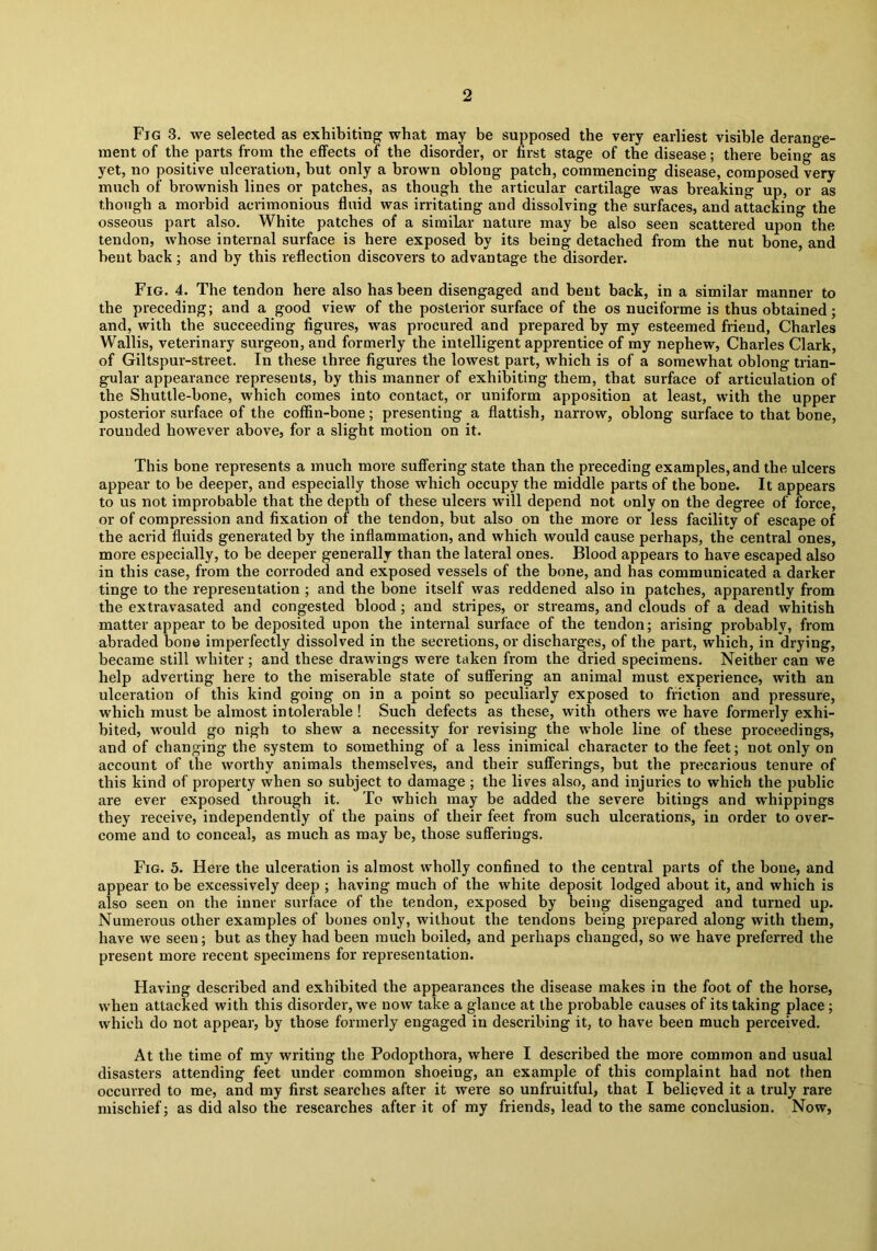 Fig 3. we selected as exhibiting what may be supposed the very earliest visible derange- ment of the parts from the effects of the disorder, or first stage of the disease; there being as yet, no positive ulceration, hut only a brown oblong patch, commencing disease, composed very much of brownish lines or patches, as though the articular cartilage was breaking up, or as though a morbid acrimonious fluid was irritating and dissolving the surfaces, and attacking the osseous part also. White patches of a similar nature may be also seen scattered upon the tendon, whose internal surface is here exposed by its being detached from the nut bone, and bent back; and by this reflection discovers to advantage the disorder. Fig. 4. The tendon here also has been disengaged and bent back, in a similar manner to the preceding; and a good view of the posterior surface of the os nuciforme is thus obtained; and, with the succeeding figures, was procured and prepared by my esteemed friend, Charles Wallis, veterinary surgeon, and formerly the intelligent apprentice of my nephew, Charles Clark, of Giltspur-street. In these three figures the lowest part, which is of a somewhat oblong trian- gular appearance represents, by this manner of exhibiting them, that surface of articulation of the Shuttle-bone, which comes into contact, or uniform apposition at least, with the upper posterior surface of the coffin-bone; presenting a flattish, narrow, oblong surface to that bone, rounded however above, for a slight motion on it. This bone represents a much more suffering state than the preceding examples, and the ulcers appear to be deeper, and especially those which occupy the middle parts of the bone. It appears to us not improbable that the depth of these ulcers will depend not only on the degree of force, or of compression and fixation of the tendon, but also on the more or less facility of escape of the acrid fluids generated by the inflammation, and which would cause perhaps, the central ones, more especially, to be deeper generally than the lateral ones. Blood appears to have escaped also in this case, from the corroded and exposed vessels of the bone, and has communicated a darker tinge to the representation ; and the bone itself was reddened also in patches, apparently from the extravasated and congested blood; and stripes, or streams, and clouds of a dead whitish matter appear to be deposited upon the internal surface of the tendon; arising probably, from abraded bone imperfectly dissolved in the secretions, or discharges, of the part, which, in drying, became still whiter; and these drawings were taken from the dried specimens. Neither can we help adverting here to the miserable state of suffering an animal must experience, with an ulceration of this kind going on in a point so peculiarly exposed to friction and pressure, which must be almost intolerable ! Such defects as these, with others we have formerly exhi- bited, would go nigh to shew a necessity for revising the whole line of these proceedings, and of changing the system to something of a less inimical character to the feet; not only on account of the worthy animals themselves, and their sufferings, but the precarious tenure of this kind of property when so subject to damage ; the lives also, and injuries to which the public are ever exposed through it. To which may be added the severe bitings and wdiippings they receive, independently of the pains of their feet from such ulcerations, in order to over- come and to conceal, as much as may he, those sufferings. Fig. 5. Here the ulceration is almost wholly confined to the central parts of the bone, and appear to be excessively deep ; having much of the white deposit lodged about it, and which is also seen on the inner surface of the tendon, exposed by being disengaged and turned up. Numerous other examples of bones only, without the tendons being prepared along with them, have we seen; but as they had been much boiled, and perhaps changed, so we have preferred the present more recent specimens for representation. Having described and exhibited the appearances the disease makes in the foot of the horse, when attacked with this disorder, we now take a glance at the probable causes of its taking place; which do not appear, by those formerly engaged in describing it, to have been much perceived. At the time of my writing the Podopthora, where I described the more common and usual disasters attending feet under common shoeing, an example of this complaint had not then occurred to me, and my first searches after it were so unfruitful, that I believed it a truly rare mischief; as did also the researches after it of my friends, lead to the same conclusion. Now,