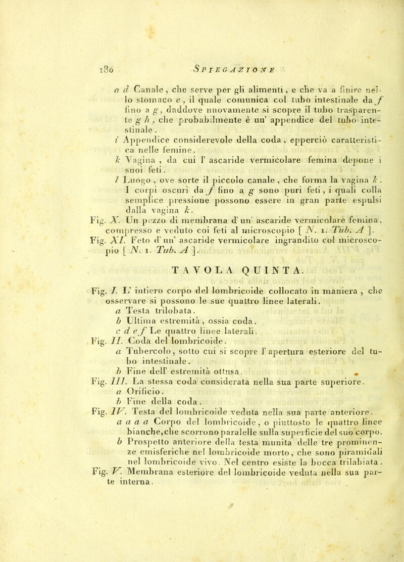 a d Canale , die serve per gli alimenti, e die va a finire nel- lo stomaco e, il quale comunica col tubo intestinale da f fino a g, daddove nuovamente si scopre il tubo trasparen- te g h, che probabilmente è un appendice del tubo inte- stinale . i Appendice considerevole della coda , epperciò caratteristi- ca nelle lemine. le Vagina , da cui 1’ ascaride vermicolare femina depone i suoi feti. 1 Luogo , ove sorte il piccolo canale , die forma la vagina le. I corpi oscuri da / fino a g sono puri feti, i quali colla semplice pressione possono essere in gran parte espulsi dalla vagina le. Fig. X. Un pezzo di membrana d'un ascaride vermicolare femina, compresso e veduto coi feti al microscopio [ N. i. Tub. zi ]. Fig. XI. Feto d’ un’ ascaride vermicolare ingrandito col microsco-  pio [ N. i. Tub. A]. TAVOLA QUINTA. Fig. I. L intiero corpo del lombricoide collocato in maniera , die osservare si possono le sue quattro linee laterali. a Testa trilobata. b Ultima estremità, ossia coda. c d eJ' Le quattro linee laterali. Fig. II. Coda del lombricoide. a Tubercolo, sotto cui si scopre l’apertura esteriore del tu- bo intestinale. b Fine dell’ estremità ottusa. . Fig. 111. La stessa coda considerata nella sua parte superiore. a Orifìcio. b Fine della coda. Fig. IT7. Festa del lombricoide veduta nella sua parte anteriore. a a a a Corpo del lombricoide , o piuttosto le quattro linee bianche,die scorrono paralelle sulla superfìcie del suo corpo. b Prospetto anteriore della testa munita delle tre prominen- ze emisferiche nel lombricoide morto, che sono piramidali nel lombricoide vivo. Nel centro esiste la bocca trilabiata. Fig. V'. Membrana esteriore del lombricoide veduta nella sua par- te interna. <r