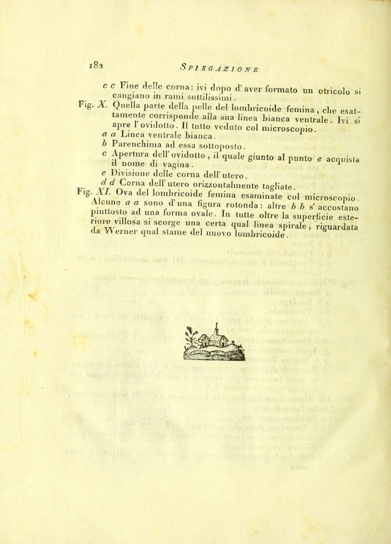i8a c c Fine delle corna: ivi dopo d’aver formato un otricolo sì cangiano in rami sottilissimi. Fig. X Quella parte della pelle del lombricoide femina, che esat- tamente corrisponde alla sua linea bianca ventrale . Ivi sì apre 1 ovidotto. Il tutto veduto col microscopio. et et Linea ventrale bianca. b Parenchima ad essa sottoposto. c Apertura dell’ovidotto , il quale giunto al punto e acquista il nome di vagina. 1 e Divisione delle corna dell’utero. J? d Corna dell’utero orizzontalmente tagliate. °Va <lel lomWoide femina esaminate col microscopio Alcune a a sono d una figura rotonda: altre b b s’ accostano piuttosto ad una forma ovaie. In tutte oltre la superficie este- dawl °Sa S‘ TT T> Ce,ta q,Ual linea sPirale i riguardata da Werner qual stame del nuovo lombricoide .