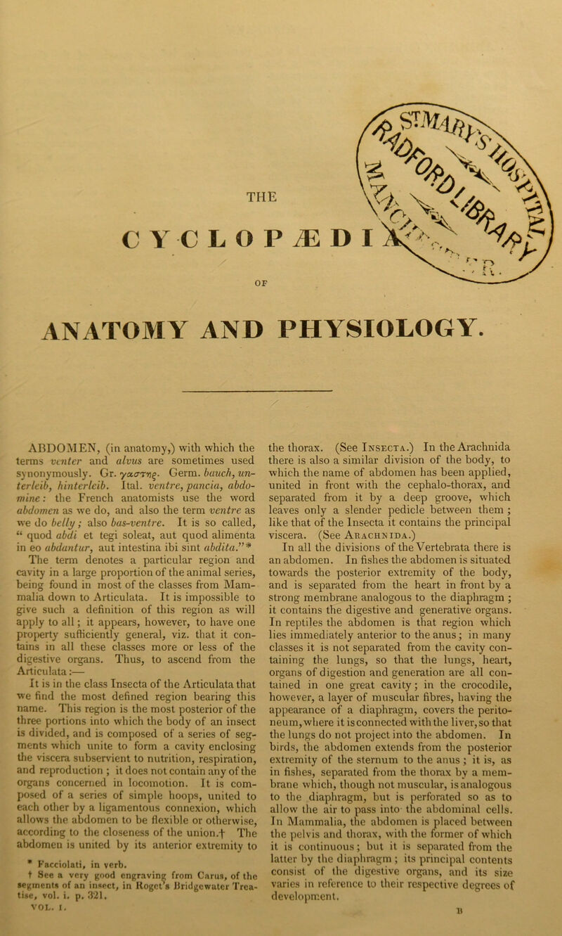 THE ANATOMY AND PHYSIOLOGY. ABDOMEN, (in anatomy,) with which the terms venter and alvus are sometimes used synonymously. Gr. yctarri^- Germ, bauch, un- terleib, hinterleib. Ital. ventre, panda, abdo- mine: the French anatomists use the word abdomen as we do, and also the term ventre as we do belly; also bas-ventre. It is so called, “ quod abdi et tegi soleat, aut quod alimenta in eo abdantur, aut intestina ibi sint abditaT* The term denotes a particular region and cavity in a large proportion of the animal series, being found in most of the classes from Mam- malia down to Articulata. It is impossible to give such a definition of this region as will apply to all; it appears, however, to have one property sufficiently general, viz. that it con- tains in all these classes more or less of the digestive organs. Thus, to ascend from the Articulata:— It is in the class Insecta of the Articulata that we find the most defined region bearing this name. This region is the most posterior of the three portions into which the body of an insect is divided, and is composed of a series of seg- ments which unite to form a cavity enclosing tlie viscera subservient to nutrition, respiration, and reproduction ; it does not contain any of the organs concerned in locomotion. It is com- posed of a series of simple hoops, united to each other by a ligamentous connexion, which allows the abdomen to be flexible or otherwise, according to the closeness of the union.f The abdomen is united by its anterior extremity to  Facciolati, in verb. t See a very good engraving from Cams, of the VOL. I. the thorax. (See Insect.a..) In the Arachnida there is also a similar division of the body, to which the name of abdomen has been applied, united in front with the cephalo-thorax, and separated from it by a deep groove, which leaves only a slender pedicle between them ; like that of the Insecta it contains the principal viscera. (See Arachnida.) In all the divisions of the Vertebrata there is an abdomen. In fishes the abdomen is situated, towards the posterior extremity of the body, and is separated from the heart in front by a strong membrane analogous to the diaphragm ; it contains the digestive and generative organs. In reptiles the abdomen is that region which lies immediately anterior to the anus; in many classes it is not separated from the cavity con- taining the lungs, so that the lungs, heart, organs of digestion and generation are all con- tained in one great cavity; in the crocodile, however, a layer of muscular fibres, having the appearance of a diaphragm, covers the perito- neum,where it is connected with the liver, so that the lungs do not project into the abdomen. In birds, the abdomen extends from the posterior extremity of the sternum to the anus ; it is, as in fishes, separated from the thorax by a mem- brane which, though not muscular, is analogous to the diaphragm, but is perforated so as to allow the air to pass into the abdominal cells. In Mammalia, the abdomen is placed between the pelvis and thorax, with the former of which it is continuous; but it is separated from the latter by the diaphragm ; its principal contents consist of the digestive organs, and its size varies in reference to their respective degrees of development.