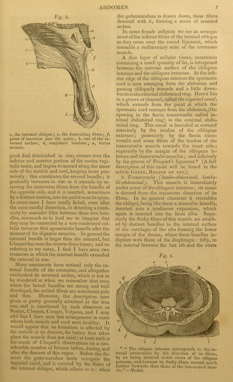 Fig. 3. c, the internal oblique ; e, the descending fibres; f, point of insertion into the pubis ; h, one of the re- versed arches; d, conjoined tendons; a, rectus muscle. good deal diminished in size, crosses over the inferior and anterior portion of the tunica vagi- nalis testis, and begins to ascend along the inner side of the testicle and cord, keeping more pos- teriorly : this constitutes the second bundle; it gradually increases in size as it ascends by re- ceiving the transverse fibres from the bundle of the opposite side, and it is inserted, sometimes by a distinct tendon, into the pubis near its spine. In some cases I have totally failed, even after the most careful dissection, in detecting a conti- nuity by mmeulur fibre between these two bun- dles, insomuch as to lead me to imagine that they may be connected by a very condensed cel- lular tissue or thin aponeurotic lamella after the manner of the digastric muscles. In general the external bundle is larger than the internal, but Cloquet has seen the reverse three times; and on referring to my notes, I find I have seen two instances in which the internal bundle exceeded the external in size. Many anatomists have noticed only the ex- ternal bundle of the cremaster, and altogether overlooked its reversed arches, which is not to be wondered at when we remember that even where the lateral bundles are strong and well developed, the arched fibres are sometimes pale and thin. However, the description now given is pretty generally admitted as the true one, and is sanctioned by such observers as Scarpa, Cloquet, Cooper, Velpeau, and I may add that I have seen this arrangement in cases where both testicle and cord were healthy. It would appear that its formation is effected by the testicle in its descent, for before that takes place the muscle does not exist; at least such is the result of Cloquet’s observations on a con- siderable number of foetuses before, during, and after the descent of this organ. Before the de- scent the gubernnailnm testin occupies the inguinal canal, and is covered by the fibres of the internal oblique, which adhere to it : when the gubernaculum is drawn down, these fibres descend with it, forming a series of reversed arches. In some female subjects we see an arrange- ment of the inferior fibres of the internal oblique as they cross over the round ligament, which resemble a rudimentary state of the cremaster muscle. A thin layer of cellular tissue, sometimes containing a small quantity of fat, is interposed between the anterior surface of the obliquus internus and the obliquus externus. At the infe- rior edge of the obliquus internus the spermatic cord is seen emerging from the abdomen and passing obliquely inwards and a little down- wards to the external abdominal ring. Here it lies in a groove or channel, called the inguinal canal, which extends from the point at which the spermatic cord emerges from the abdomen, (the opening in the fascia transversalis called in- ternal abdominal ring) to the external abdo- minal ring. This canal is bounded or covered anteriorly by the tendon of the obliquus externus; posteriorly by the fascia trans- versalis and some fibres of the tendon of the transversalis muscle towards the inner side; superiorly by the margin of the obliquus in- ternus and transversalis muscles ; and inferiorly by the groove of Poupart’s ligament,'* (A full description of this canal will be found in the article Groin, Region of the.) 3. Tramversalis (lumbo-abdominal, lumho- ili-abdominal). This muscle is immediately under cover of the obliquus internus; its name is derived from the transverse direction of its fibres. In its general character it resembles the obliqui, being like them a muscular lamella, inserted into a tendinous expansion, which again is inserted into the linea alba. Supe- riorly the fleshy fibres of this muscle are attach- ed by distinct bundles to the internal surface of the cartilages of the ribs forming the lower margin of the thorax, where these bundles in- digitate with those of the diaphragm : 2dly, in the interval between the last rib and the crista Fig. 4. a t “ The ubliijuu.i internus corresponds to the in- ternal intercoslals by tlie direction of its fibres, by its being situated under cover of the obliquus estcnius, and because its lleshy fibres extend uiucli further forwards than those ol the Inst-nained mus- cle.”—Mcchcl.