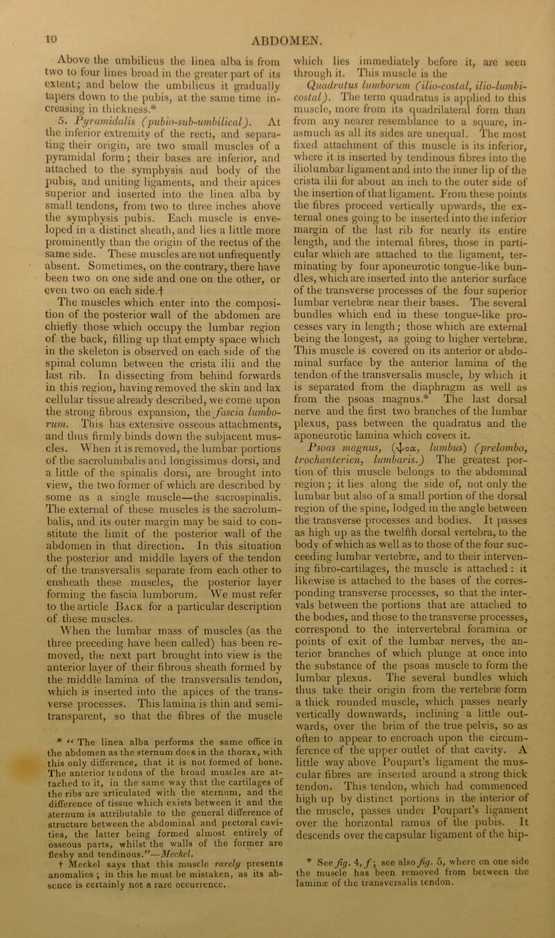 Above the umbilicus the linea alba is from two to four lines broad in the greater part of its extent; and below the umbilicus it gradually tapers down to the pubis, at the same time in- creasing in thickness* 5. Pyi'umidalis (puhio-sub-umhilical). At the inferior extremity of the recti, and separa- ting their origin, are two small muscles of a pyramidal form; their bases are inferior, and attached to the symphysis and body of the pubis, and uniting ligaments, and their apices superior and inserted into the linea alba by small tendons, from two to three inches above the symphysis pubis. Each muscle is enve- loped in a distinct sheath, and lies a little more prominently than the origin of the rectus of the same side. These muscles are not unfrequently absent. Sometimes, on the contrary, there have been two on one side and one on the other, or even two on each side.f The muscles which enter into the composi- tion of the posterior wall of the abdomen are chiefly those which occupy the lumbar region of the back, filling up that empty space which in the skeleton is observed on each side of the spinal column between the crista ilii and the last rib. In dissecting from behind fonvards in this region, having removed the skin and lax cellular tissue already described, we come upon the strong fibrous expansion, the fascia lumho- rurn. This has extensive osseous attachments, and thus firmly binds down the subjacent mus- cles. When it is removed, the lumbar portions of the sacrolumbalis and longissimus dorsi, and a little of the spinalis dorsi, are brought into view, the two former of which are described by some as a single muscle—the sacrospinalis. The external of these muscles is the sacrolum- balis, and its outer margin may be said to con- stitute the limit of the posterior wall of the abdomen in that direction. In this situation the posterior and middle layers of the tendon of the transversalis separate from each other to ensheath these muscles, the posterior layer forming the fascia lumborum. We must refer to the article Back for a particular description of these muscles. When the lumbar mass of muscles (as the three preceding have been called) has been re- moved, the next part brought into view is the anterior layer of their fibrous sheath formed by the middle lamina of the transversalis tendon, which is inserted into the apices of the trans- verse processes. This lamina is thin and semi- transparent, so that the fibres of the muscle “ The linea alba performs the same office in the abdomen as the sternum docs in the thorax, with this only difference, that it is not formed of bone. The anterior tendons of the broad muscles are at- tached to it, in the same way that the cartilages of the ribs are articulated with the sternum, and the difference of tissue which exists between it and the sternum is attributable to the general difference of structure between the abdominal and pectoral cavi- ties, the latter being formed almost entirely of osseous parts, whilst the walls of the former are fle.shy and tendinous.’’—Meckel. t Meckel says that this muscle rarely presents anomalies ; in this he must be mistaken, as its ab- sence is certainly not a rare occurrence. which lies immediately before it, are seen through it. This muscle is the Quadralus luinborum (ilio-custal, ilio-lutnbi- coslal). The term quadratus is applied to this muscle, more from its quadrilateral form than from any nearer resemblance to a square, in- asmuch as all its sides are unequal. The most fixed attachment of this muscle is its inferior, where it is inserted by tendinous fibres into the iliolumbar ligament and into the inner lip of the crista ilii for about an inch to the outer side of the insertion of that ligament. From these points the fibres proceed vertically upwards, the ex- ternal ones going to be inserted into the inferior margin of the last rib for nearly its entire length, and the internal fibres, those in parti- cular which are attached to the ligament, ter- minating by four aponeurotic tongue-like bun- dles, which are inserted into the anterior surface of the transverse processes of the four superior lumbar vertebree near their bases. The several bundles which end in these tongue-like pro- cesses vary in length; those which are external being the longest, as going to higher vertebrae. This muscle is covered on its anterior or abdo- minal surface by the anterior lamina of the tendon of the transversalis muscle, by which it is separated from the diaphragm as well as from the psoas magnus.* The last dorsal nerve and the first two branches of the lumbar plexus, pass between the quadratus and the aponeurotic lamina which covers it. Psoas magnus, (-vj/oa, Iambus) (prelombo, trochanterien, lunibaris.) The greatest por- tion of this muscle belongs to the abdominal region; it lies along the side of, not only the lumbar but also of a small portion of the dorsal region of the spine, lodged in the angle between the transverse processes and bodies. It passes as high up as the twelfth dorsal vertebra, to the body of which as well as to those of the four suc- ceeding lumbar vertebrae, and to their interven- ing fibro-cartilages, the muscle is attached: it likewise is attached to the bases of the corres- ponding transverse processes, so that the inter-, vals between the portions that are attached to the bodies, and those to the transverse processes, correspond to the intervertebral foramina or points of exit of the lumbar nerves, the an- terior branches of which plunge at once into the substance of the psoas muscle to form the lumbar plexus. The several bundles which thus take their origin from the vertebrae form a thick rounded muscle, which passes nearly vertically downwards, inclining a little out- wards, over the brim of the true pelvis, so as often to appear to encroach upon the circum- ference of the upper outlet of that cavity. A little way above Poupart’s ligament the mus- cular fibres are inserted around a strong thick tendon. This tendon, which had commenced high up by distinct portions in the interior of the muscle, passes under Poupart’s ligament over the horizontal ramus of the pubis. It descends over the capsular ligament of the hip- * See fig. 4,/; see also fig. 5, where on one side the muscle has been removed from between the laminx of the transversalis tendon.