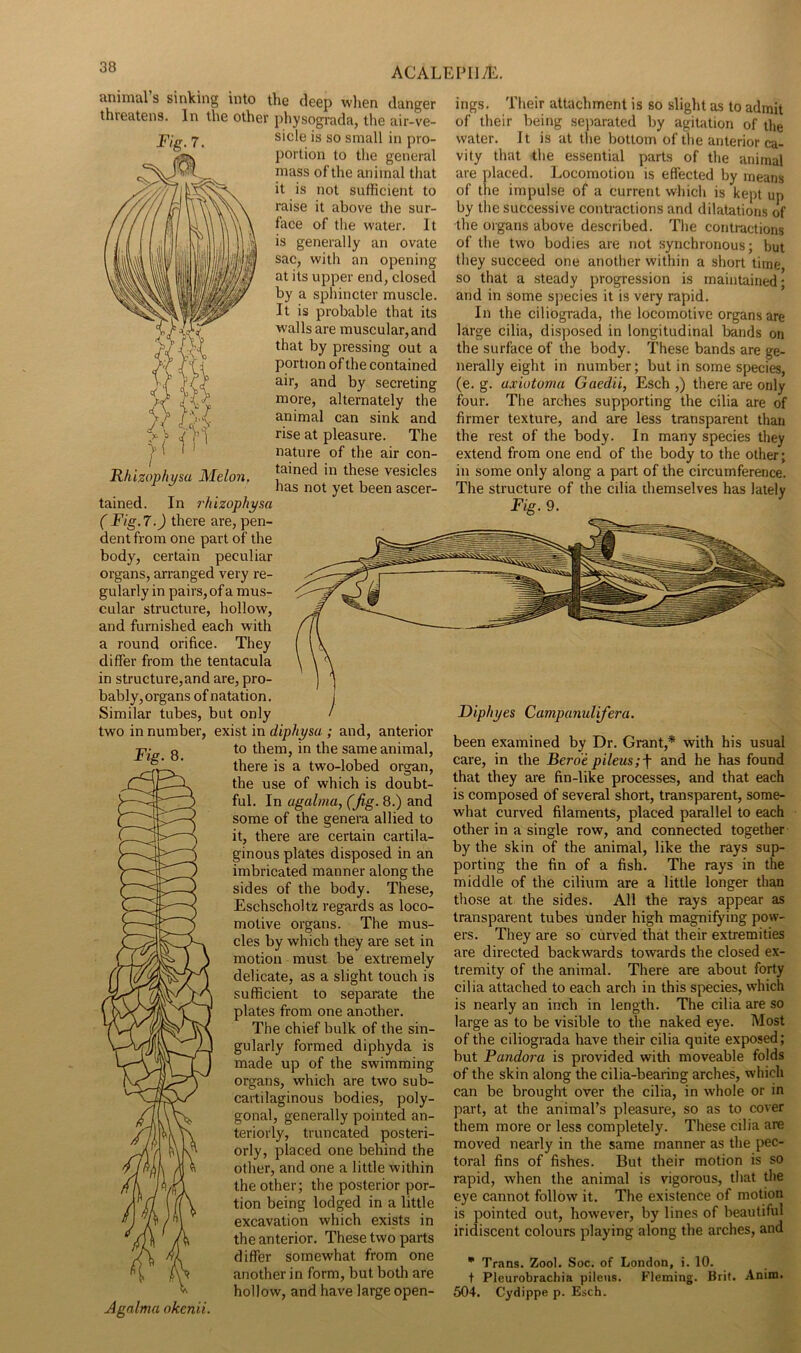 ACALEFIl/Ii. animal’s sinking into the deep when danger threatens. In the other physogi’ada, the air-ve- sicle is so small in pro Fig. 7. lUiizophysa Melon, tained. In rhizophysa portion to the general mass of the animal that it is not sufficient to raise it above the sur- face of the water. It is generally an ovate sac, with an opening at its upper end, closed by a sphincter muscle. It is probable that its walls are muscular, and that by pressing out a portion of the contained air, and by secreting more, alternately the animal can sink and rise at pleasure. The nature of the air con- tained in these vesicles has not yet been ascer- Fig. 8. ( Fig. 7.) there are, pen- dent from one part of the body, certain peculiar organs, arranged very re- gularly in pairs, of a mus- cular structure, hollow, and furnished each with a round orifice. They differ from the tentacula in structure,and are, pro- bably, organs of natation. Similar tubes, but only two in number, exist in diphysa ; and, anterior to them, in the same animal, there is a two-lobed organ, the use of which is doubt- ful. In agalma, (Jig. 8.) and some of the genera allied to it, there are certain cartila- ginous plates disposed in an imbricated manner along the sides of the body. These, Eschscholtz regards as loco- motive organs. The mus- cles by which they are set in motion must be extremely delicate, as a slight touch is sufficient to separate the plates from one another. The chief bulk of the sin- gularly formed diphyda is made up of the swimming organs, which are two sub- cartilaginous bodies, poly- gonal, generally pointed an- teriorly, truncated posteri- orly, placed one behind the other, and one a little within the other; the posterior por- tion being lodged in a little excavation which exists in the anterior. These two parts differ somewhat from one another in form, but both are hollow, and have large open- Agalma okcnii. ings. Their attachment is so slight as to admit of their being separated by agitation of the water. It is at the bottom of the anterior ca- vity that the essential parts of the animal are placed. Locomotion is effected by means of the impulse of a current which is kept up by the successive contractions and dilatations of the organs above described. The contractions of the two bodies are not synchronous; but they succeed one another within a short time so that a steady progression is maintained; and in some species it is very rapid. In the ciliograda, the locomotive organs are large cilia, disposed in longitudinal bands on the surface of the body. These bands are ge- nerally eight in number; but in some species, (e. g. axiotoma Gaedii, Esch ,) there are only four. The arches supporting the cilia are of firmer texture, and are less transparent than the rest of the body. In many species they extend from one end of the body to the other; in some only along a part of the circumference. The structure of the cilia themselves has lately Fig. 9. a Diphyes Campunulifera. been examined by Dr. Grant,* with his usual care, in the Berde pileus;f and he has found that they are fin-like processes, and that each is composed of several short, transparent, some- what curved filaments, placed parallel to each other in a single row, and connected together by the skin of the animal, like the rays sup- porting the fin of a fish. The rays in the middle of the ciliiim are a little longer than those at the sides. All the rays appear as transparent tubes under high magnifying pow- ers. They are so curved that their extremities are directed backwards towards the closed ex- tremity of the animal. There are about forty cilia attached to each arch in this species, which is nearly an inch in length. The cilia are so large as to be visible to the naked eye. Most of the ciliograda have their cilia quite exposed; but Pandora is provided with moveable folds of the skin along the cilia-bearing arches, which can be brought over the cilia, in whole or in part, at the animal’s pleasure, so as to cover them more or less completely. These cilia are moved nearly in the same manner as the pec- toral fins of fishes. But their motion is so rapid, when the animal is vigorous, that the eye cannot follow it. The existence of motion is pointed out, however, by lines of beautiful iridiscent colours playing along the arches, and * Trans. Zool. Soc. of London, i. 10. t Pleurobrachia pileiis. Fleming. Brit. Anim. 504. Cydippe p. Esch.