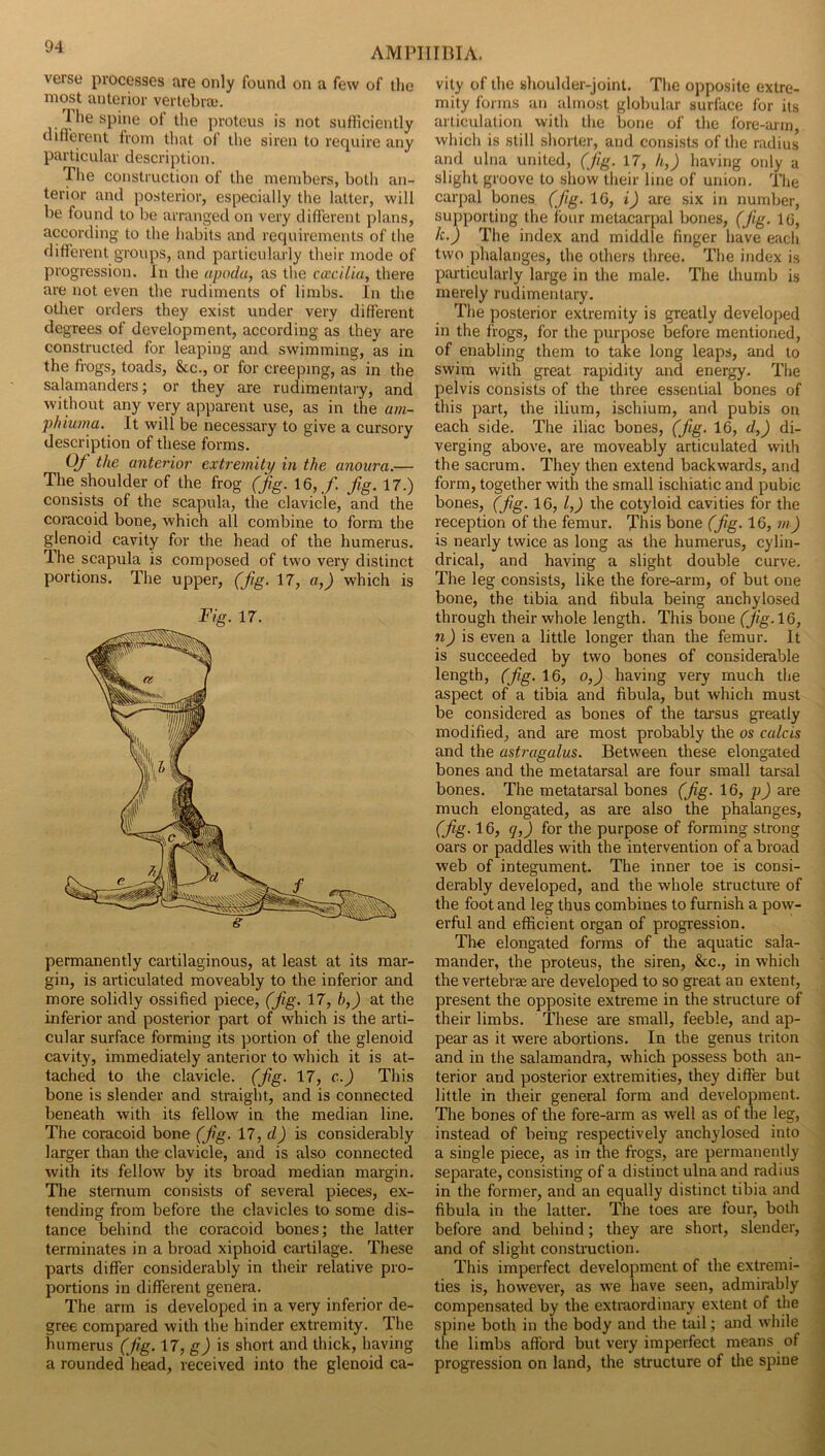 verse processes are only found on a few of the most anterior vertebra,*. 1 lie spine of the protcus is not sufficiently ditl’erent from that ot the siren to require any particular description. The construction of the members, both an- terior and posterior, especially the latter, will be found to be arranged on very different plans, according to the habits and requirements of the different groups, and particularly their mode of progression. In the apodu, as the cacilia, there are not even the rudiments of limbs. In the other orders they exist under very different degrees of development, according as they are constructed for leaping and swimming, as in the frogs, toads, &c., or for creeping, as in the salamanders; or they are rudimentary, and without any very apparent use, as in the am- phiuma. It will be necessary to give a cursory description of these forms. 0/ the anterior extremity in the anonra.— The shoulder of the frog (jfig. 16, f. fig. 17.) consists of the scapula, the clavicle, and the comcoid bone, which all combine to form the glenoid cavity for the head of the humerus. The scapula is composed of two very distinct portions. The upper, (fig. 17, a,) which is Fig. 17. permanently cartilaginous, at least at its mar- gin, is articulated moveably to the inferior and more solidly ossified piece, (fig- 17, h,) at the inferior and posterior part of which is the arti- cular surface forming its portion of the glenoid cavity, immediately anterior to which it is at- tached to the clavicle, (fig- 17, c.) This bone is slender and straight, and is connected beneath with its fellow in the median line. The coracoid bone (fig. Yl ,d) is considerably larger than the clavicle, and is also connected with its fellow by its broad median margin. The sternum consists of several pieces, ex- tending from before the clavicles to some dis- tance behind the coracoid bones; the latter terminates in a broad xiphoid cartilage. These parts differ considerably in their relative pro- portions in different genera. The arm is developed in a very inferior de- gree compared with the hinder extremity. The humerus (fig. 17, g) is short and thick, having a rounded head, received into the glenoid ca- vity of the shoulder-joint. The opposite extre- mity forms an almost globular surface for its articulation with the bone of the fore-aiin, which is still shorter, and consists of the radius and ulna united, (jig. 17, h,) having only a slight groove to show their line of union. The carpal bones (fiig. 16, i) are six in number, supporting the four metacarpal bones, (jig. 16, k.) The index and middle finger have each two phalanges, the others three. The index is particularly large in the male. The thumb is merely rudimentary. The posterior extremity is greatly developed in the frogs, for the purpose before mentioned, of enabling them to take long leaps, and to swim with great rapidity and energy. The pelvis consists of the three essential bones of this part, the ilium, ischium, and pubis on each side. The iliac bones, (jig. 16, d,) di- verging above, are moveably articulated with the sacrum. They then extend backwards, and form, together with the small ischiatic and pubic bones, (fig. 16, I,) the cotyloid cavities for the reception of the femur. This bone (fig. 16, m) is nearly twice as long as the humerus, cylin- drical, and having a slight double curve. The leg consists, like the fore-arm, of but one bone, the tibia and fibula being anchylosed through their whole length. This bone (fig.\6, nj is even a little longer than the femur. It is succeeded by two bones of considerable length, (fig. 16, o,) having very much the aspect of a tibia and fibula, but which must be considered as bones of the tarsus greatly modified, and are most probably the os calcis and the astragalus. Between these elongated bones and the metatarsal are four small tarsal bones. The metatarsal bones (fig. 16, p) are much elongated, as are also the phalanges, (fig. 16, qj) for the purpose of forming strong oars or paddles with the intervention of a broad web of integument. The inner toe is consi- derably developed, and the whole structure of the foot and leg thus combines to furnish a pow- erful and efficient organ of progression. The elongated forms of the aquatic sala- mander, the proteus, the siren, &c., in which the vertebrae are developed to so great an extent, present the opposite extreme in the structure of their limbs. These are small, feeble, and ap- pear as it were abortions. In the genus triton and in the salamandra, which possess both an- terior and posterior extremities, they differ but little in their general form and development. The bones of the fore-arm as well as of the leg, instead of being respectively anchylosed into a single piece, as in the frogs, are permanently separate, consisting of a distinct ulna and radius in the former, and an equally distinct tibia and fibula in the latter. The toes are four, both before and behind; they are short, slender, and of slight construction. This imperfect development of the extremi- ties is, however, as we have seen, admirably compensated by the extraordinary extent of the spine both in the body and the tail; and while the limbs afford but very imperfect means of progression on land, the structure of the spine , t 1 1 i