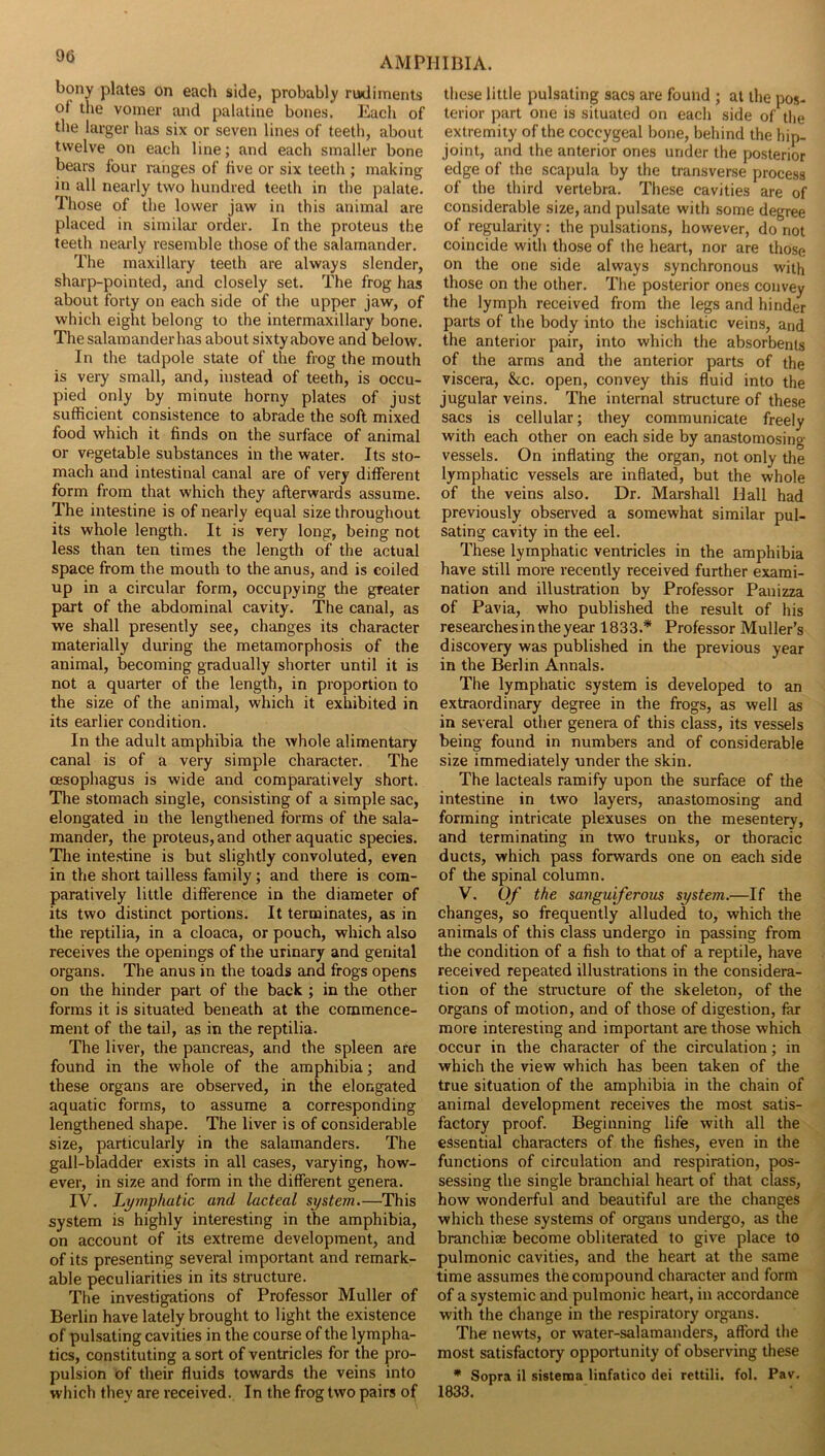 bony plates on each side, probably n»diinents ot the vomer and palatine bones. Each of the larger has six or seven lines of teeth, about twelve on each line; and each smaller bone bears four ranges of five or six teeth ; making in all nearly two hundred teeth in the palate. Those of the lower jaw in this animal are placed in similar order. In the proteus the teeth nearly resemble those of the salamander. The maxillary teeth are always slender, sharp-pointed, and closely set. The frog has about forty on each side of the upper jaw, of which eight belong to the intermaxillary bone. The salamander has about sixty above and below. In the tadpole state of the frog the mouth is very small, and, instead of teeth, is occu- pied only by minute horny plates of just sufficient consistence to abrade the soft mixed food which it finds on the surface of animal or vegetable substances in the water. Its sto- mach and intestinal canal are of very different form from that which they afterwards assume. The intestine is of nearly equal size throughout its whole length. It is very long, being not less than ten times the length of the actual space from the mouth to the anus, and is coiled up in a circular form, occupying the greater part of the abdominal cavity. The canal, as we shall presently see, changes its character materially during the metamorphosis of the animal, becoming gradually shorter until it is not a quarter of the length, in proportion to the size of the animal, which it exhibited in its earlier condition. In the adult amphibia the whole alimentary canal is of a very simple character. The oesophagus is wide and comparatively short. The stomach single, consisting of a simple sac, elongated in the lengthened forms of the sala- mander, the proteus, and other aquatic species. The intestine is but slightly convoluted, even in the short tailless family ; and there is com- paratively little difference in the diameter of its two distinct portions. It terminates, as in the reptilia, in a cloaca, or pouch, which also receives the openings of the urinary and genital organs. The anus in the toads and frogs opens on the hinder part of the back ; in the other forms it is situated beneath at the commence- ment of the tail, as in the reptilia. The liver, the pancreas, and the spleen are found in the whole of the amphibia; and these organs are observed, in the elongated aquatic forms, to assume a corresponding lengthened shape. The liver is of considerable size, particularly in the salamanders. The gall-bladder exists in all cases, varying, how- ever, in size and form in the different genera. IV. Lymphatic and lacteal system.—This system is highly interesting in the amphibia, on account of its extreme development, and of its presenting several important and remark- able peculiarities in its structure. The investigations of Professor Muller of Berlin have lately brought to light the existence of pulsating cavities in the course of the lympha- tics, constituting a sort of ventricles for the pro- pulsion of their fluids towards the veins into which they are received. In the frog two pairs of those little pulsating sacs are found ; at the pos- terior part one is situated on each side of tlie extremity of the coccygeal bone, behind the hip- joint, and the anterior ones under the posterior edge of the scapula by the transverse process of the third vertebra. These cavities are of considerable size, and pulsate with some degree of regularity : the pulsations, however, do not coincide with those of the heart, nor are those on the one side always synchronous with those on the other. The posterior ones convey the lymph received from the legs and hinder parts of the body into the ischiatic veins, and the anterior pair, into which the absorbents of the arms and the anterior parts of the viscera. See. open, convey this fluid into the jugular veins. The internal structure of these sacs is cellular; they communicate freely with each other on each side by anastomosing vessels. On inflating the organ, not only the lymphatic vessels are inflated, but the whole of the veins also. Dr. Marshall Hall had previously observed a somewhat similar pul- sating cavity in the eel. These lymphatic ventricles in the amphibia have still more recently received further e3tarai- nation and illustration by Professor Panizza of Pavia, who published the result of his researches in the year 1833.* Professor Muller’s discovery was published in the previous year in the Berlin Annals. The lymphatic system is developed to an extraordinary degree in the frogs, as well as in several other genera of this class, its vessels being found in numbers and of considerable size immediately under the skin. The lacteals ramify upon the surface of the intestine in two layers, anastomosing and forming intricate plexuses on the mesentery, and terminating in two trunks, or thoracic ducts, which pass forwards one on each side of the spinal column. V. Of the sanguiferous system.—If the changes, so frequently alluded to, which the animals of this class undergo in passing from the condition of a fish to that of a reptile, have received repeated illustrations in the considera- tion of the structure of the skeleton, of the organs of motion, and of those of digestion, far more interesting and important are those which occur in the character of the circulation; in which the view which has been taken of the true situation of the amphibia in the chain of animal development receives the most satis- factory proof. Beginning life with all the essential characters of the fishes, even in the functions of circulation and respiration, pos- sessing the single branchial heart of that class, how wonderful and beautiful are the changes which these systems of organs undergo, as the branchiae become obliterated to give place to pulmonic cavities, and the heart at the same time assumes the compound character and form of a systemic and pulmonic heart, in accordance with the change in the respiratory organs. The newts, or water-salamanders, afford tlie most satisfactory opportunity of observing these • Sopra il sistenaa linfatico dei rettili. fol. Pav, 1833.