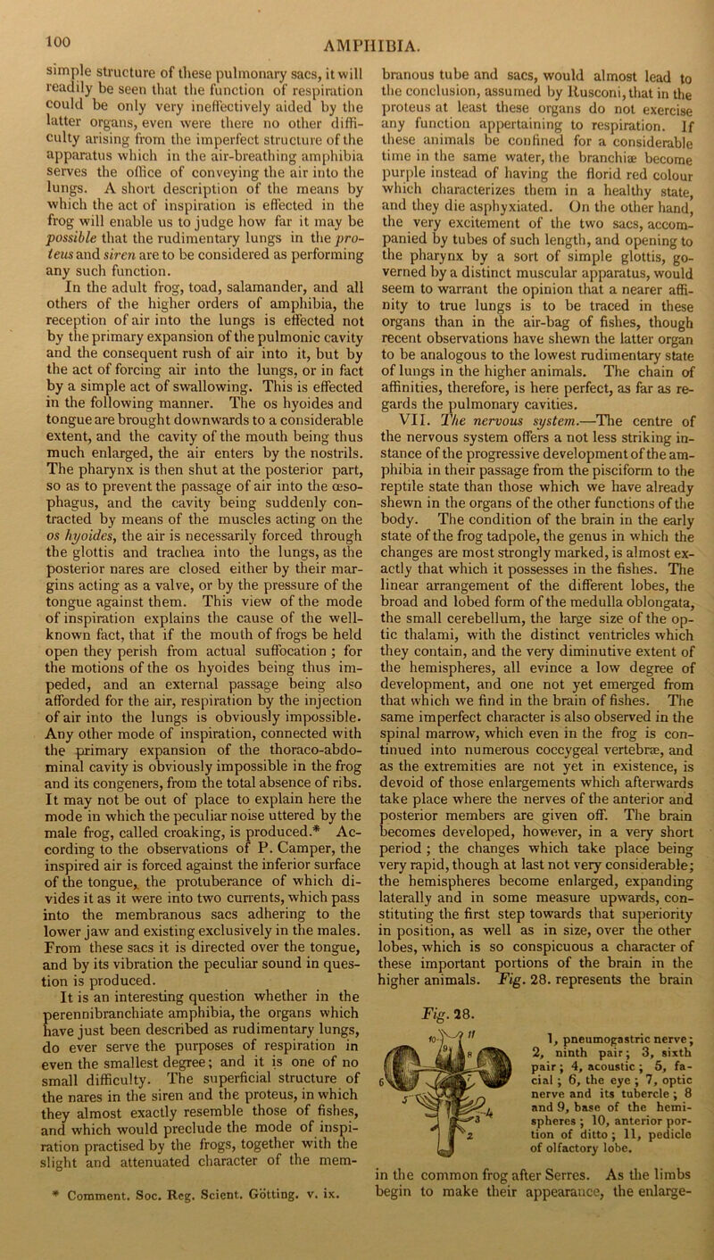 simple structure of these pulmonary sacs, it will readily be seen that the function of respiration could be only very inefi'ectively aided by the latter organs, even were there no other diffi- culty arising from the imperfect structure of the apparatus which in the air-breathing amphibia serves the office of conveying the air into the lungs. A short description of the means by which the act of inspiration is effected in the frog will enable us to judge how far it may be possible that the rudimentary lungs in the pro- teus and siren are to be considered as performing any such function. In the adult frog, toad, salamander, and all others of the higher orders of amphibia, the reception of air into the lungs is effected not by the primary expansion of the pulmonic cavity and the consequent rush of air into it, but by the act of forcing air into the lungs, or in fact by a simple act of swallowing. This is effected in the following manner. The os hyoides and tongue are brought downwards to a considerable extent, and the cavity of the mouth being thus much enlarged, the air enters by the nostrils. The pharynx is then shut at the posterior part, so as to prevent the passage of air into the oeso- phagus, and the cavity being suddenly con- tracted by means of the muscles acting on the os hyoides, the air is necessarily forced through the glottis and trachea into the lungs, as the posterior nares are closed either by their mar- gins acting as a valve, or by the pressure of the tongue against them. This view of the mode of inspiration explains the cause of the well- known fact, that if the mouth of frogs be held open they perish from actual suffocation; for the motions of the os hyoides being thus im- peded, and an external passage being also afforded for the air, respiration by the injection of air into the lungs is obviously impossible. Any other mode of inspiration, connected with the primary expansion of the thoraco-abdo- minal cavity is obviously impossible in the frog and its congeners, from the total absence of ribs. It may not be out of place to explain here the mode in which the peculiar noise uttered by the male frog, called croaking, is produced.* Ac- cording to the observations of P. Camper, the inspired air is forced against the inferior surface of the tongue,, the protuberance of which di- vides it as it were into two currents, which pass into the membranous sacs adhering to the lower jaw and existing exclusively in the males. From these sacs it is directed over the tongue, and by its vibration the peculiar sound in ques- tion is produced. It is an interesting question whether in the perennibranchiate amphibia, the organs which nave just been described as rudimentary lungs, do ever serve the purposes of respiration in even the smallest degree; and it is one of no small difficulty. The superficial structure of the nares in the siren and the proteus, in which they almost exactly resemble those of fishes, and which would preclude the mode of inspi- ration practised by the frogs, together with the slight and attenuated character of the mem- * Comment. Soc. Reg. Scient. Gbtting. v. ix. branous tube and sacs, would almost lead to the conclusion, assumed by Kusconi,that in the proteus at least these organs do not exercise any function appertaining to respiration. If these animals be confined for a considerable time in the same water, the branchiae become purple instead of having the florid red colour which characterizes them in a healthy state, and they die asphyxiated. On the other hand, the very excitement of the two sacs, accom- panied by tubes of such length, and opening to the pharynx by a sort of simple glottis, go- verned by a distinct muscular apparatus, would seem to warrant the opinion that a nearer affi- nity to true lungs is to be traced in these organs than in the air-bag of fishes, though recent observations have shewn the latter organ to be analogous to the lowest rudimentary state of lungs in the higher animals. The chain of affinities, therefore, is here perfect, as far as re- gards the pulmonary cavities. VII. The nervous system.—The centre of the nervous system offers a not less striking in- stance of the progressive development of the am- phibia in their passage from the pisciform to the reptile state than those which we have already shewn in the organs of the other functions of the body. The condition of the brain in the early state of the frog tadpole, the genus in which the changes are most strongly marked, is almost ex- actly that which it possesses in the fishes. The linear arrangement of the different lobes, the broad and lobed form of the medulla oblongata, the small cerebellum, the large size of the op- tic thalami, with the distinct ventricles which they contain, and the very diminutive extent of the hemispheres, all evince a low degree of development, and one not yet emerged from that which we find in the brain of fishes. The same imperfect character is also observed in the spinal marrow, which even in the frog is con- tinued into numerous coccygeal vertebrm, and as the extremities are not yet in existence, is devoid of those enlargements which afterwards take place where the nerves of the anterior and posterior members are given off. The brain becomes developed, however, in a very short period; the changes which take place being very rapid, though at last not very considerable; the hemispheres become enlarged, expanding laterally and in some measure upwards, con- stituting the first step towards that superiority in position, as well as in size, over the other lobes, which is so conspicuous a character of these important portions of the brain in the higher animals. Fig. 28. represents the brain 1, pneumogastric nerve; 2, ninth pair; 3, sixth pair ; 4, acoustic ; 5, fa- cial ; 6, the eye ; 7, optic nerve and its tubercle ; 8 and 9, base of the hemi- spheres ; 10, anterior por- tion of ditto ; 11, pedicle of olfactory lobe. in the common frog after Serres. As the limbs begin to make their appearance, the enlarge-