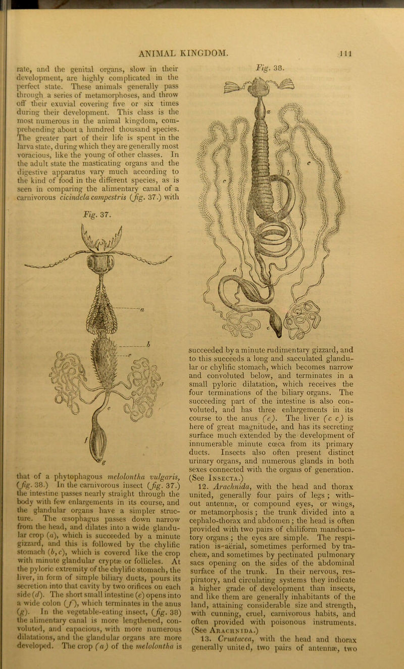 rate, and the genital organs, slow in their development, are highly complicated in the perfect state. These animals generally pass through a series of metamorphoses, and throw oft’ their exuvial covering live or six times during their development. This class is the most numerous in the animal kingdom, com- prehending about a hundred thousand species. The greater part of their life is spent in the larva state, during which they are generally most voracious, like the young of other classes. In the adult state the masticating organs and the digestive apparatus vary much according to the kind of food in the different species, as is seen in comparing the alimentary canal of a carnivorous cicindela campestris (Jig. 37.) with Fig. 37. that of a phytophagous melolontha vulgaris^ (fig. 38.) In the carnivorous insect (Jig. 37.) the intestine passes nearly straight through the body with few enlargements in its course, and the glandular organs have a simpler struc- ture. The oesophagus passes down narrow from the head, and dilates into a wide glandu- lar crojp (rt), which is succeeded by a minute gizzard, and this is followed by the chylific stomach (b,c), which is covered like the crop with minute glandular cryptae or follicles. At the py loric extremity of the chylific stomach, the liver, in form of simple biliary ducts, pours its secretion into that cavity by two orifices on each side (ct). The short small intestine (c) opens into a wide colon (J), which terminates in the anus (g). In the vegetable-eating insect, (fig. 38) the alimentary canal is more lengthened, con- voluted, and capacious, with more numerous dilatations, and the glandular organs are more developed. The crop (a) of the melolontha is Fig. 30. succeeded by a minute rudimentary gizzard, and to this succeeds a long and sacculated glandu- lar or chylific stomach, which becomes narrow and convoluted below, and terminates in a small pyloric dilatation, which receives the four terminations of the biliary organs. The succeeding part of the intestine is also con- voluted, and has three enlargements in its course to the anus (e). The liver fc cj is here of great magnitude, and has its secreting surface much extended by the development of innumerable minute cceca from its primary ducts. Insects also often present distinct urinary organs, and numerous glands in both sexes connected with the organs of generation. (See Insecta.) 12. Arachnida, with the head and thorax united, generally four pairs of legs ; with- out antennee, or compound eyes, or wings, or metamorphosis; the trunk divided into a cephalo-thorax and abdomen; the head is often provided with two pairs of chiliform manduca- tory organs ; the eyes are simple. The respi- ration is-acrial, sometimes performed by tra- cheae, and sometimes by pectinated pulmonary sacs opening on the siaes of the abdominal surface of the trunk. In their nervous, res- piratory, and circulating systems they indicate a higher grade of development than insects, and like them are generally inhabitants of the land, attaining considerable size and strength, with cunning, cruel, carnivorous habits, and often provided with poisonous instruments. (See Ahacunida.) 13. Crustacea, with the head and thorax generally united, two pairs of antenna-, two